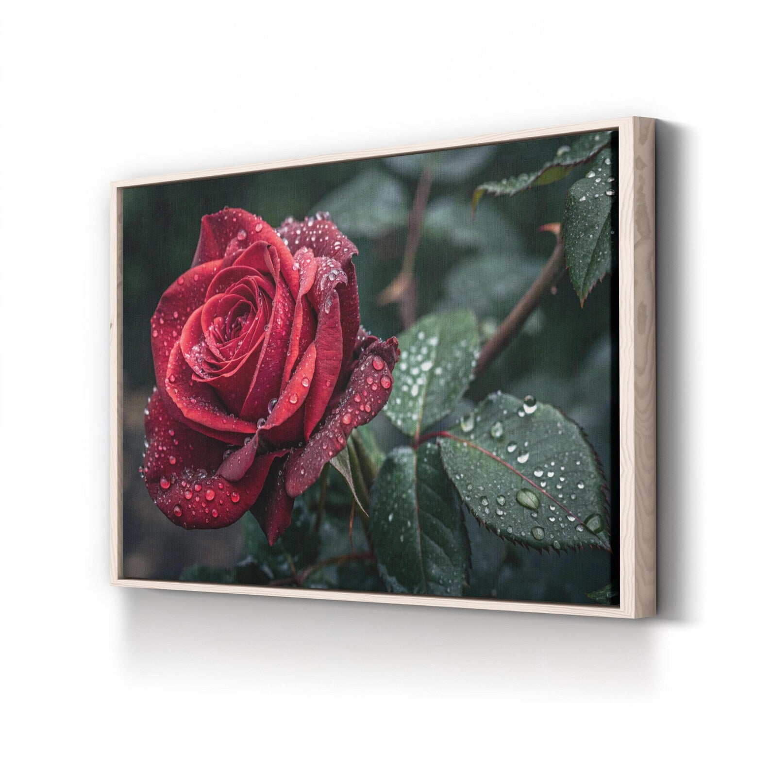Red Rose – Vintage Photography Wall Art | Dew Drops Botanical Canvas Print