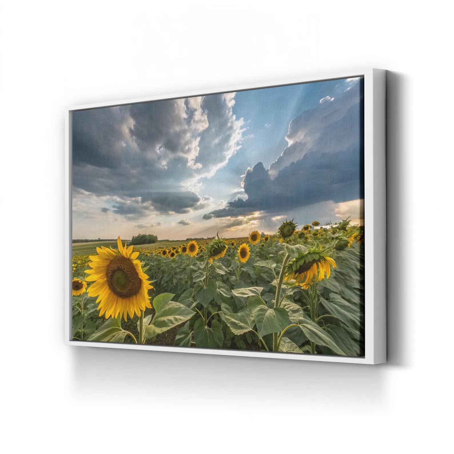 Sunflower Field – Vintage Photography Wall Art | Dramatic Sky Landscape Canvas Print