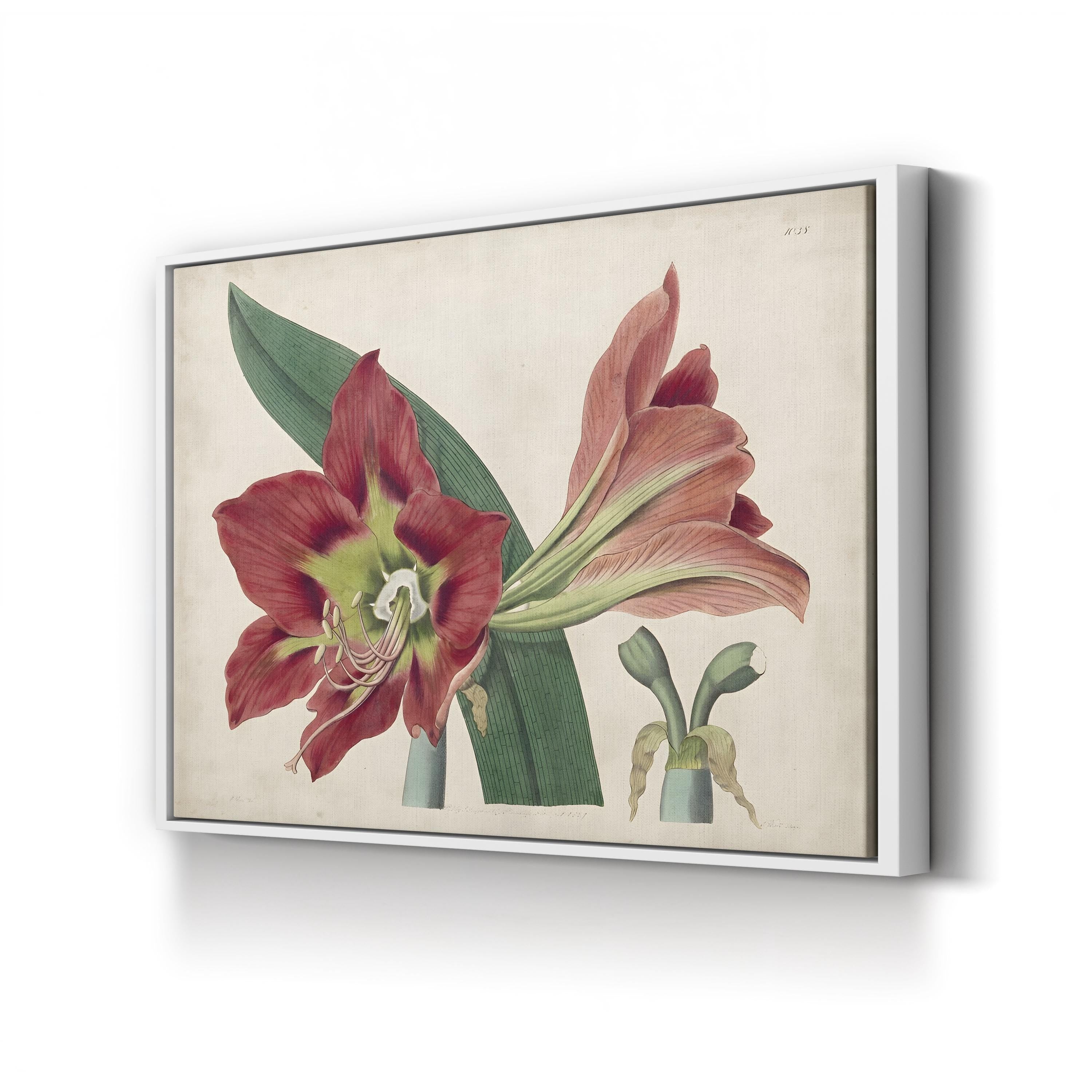 Vintage Amaryllis Botanical Canvas Print: 19th Century Floral Illustration