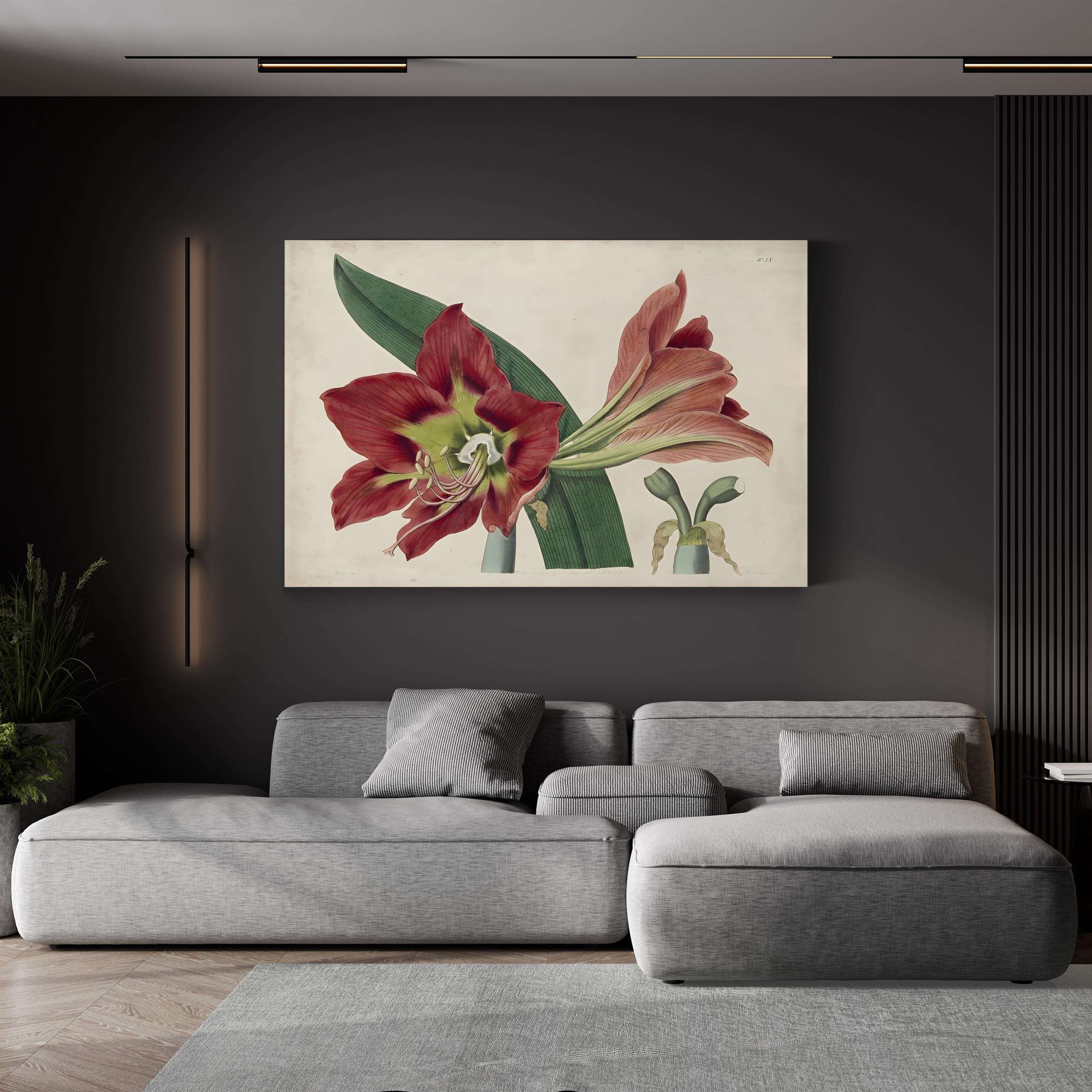 Vintage Amaryllis Botanical Canvas Print: 19th Century Floral Illustration