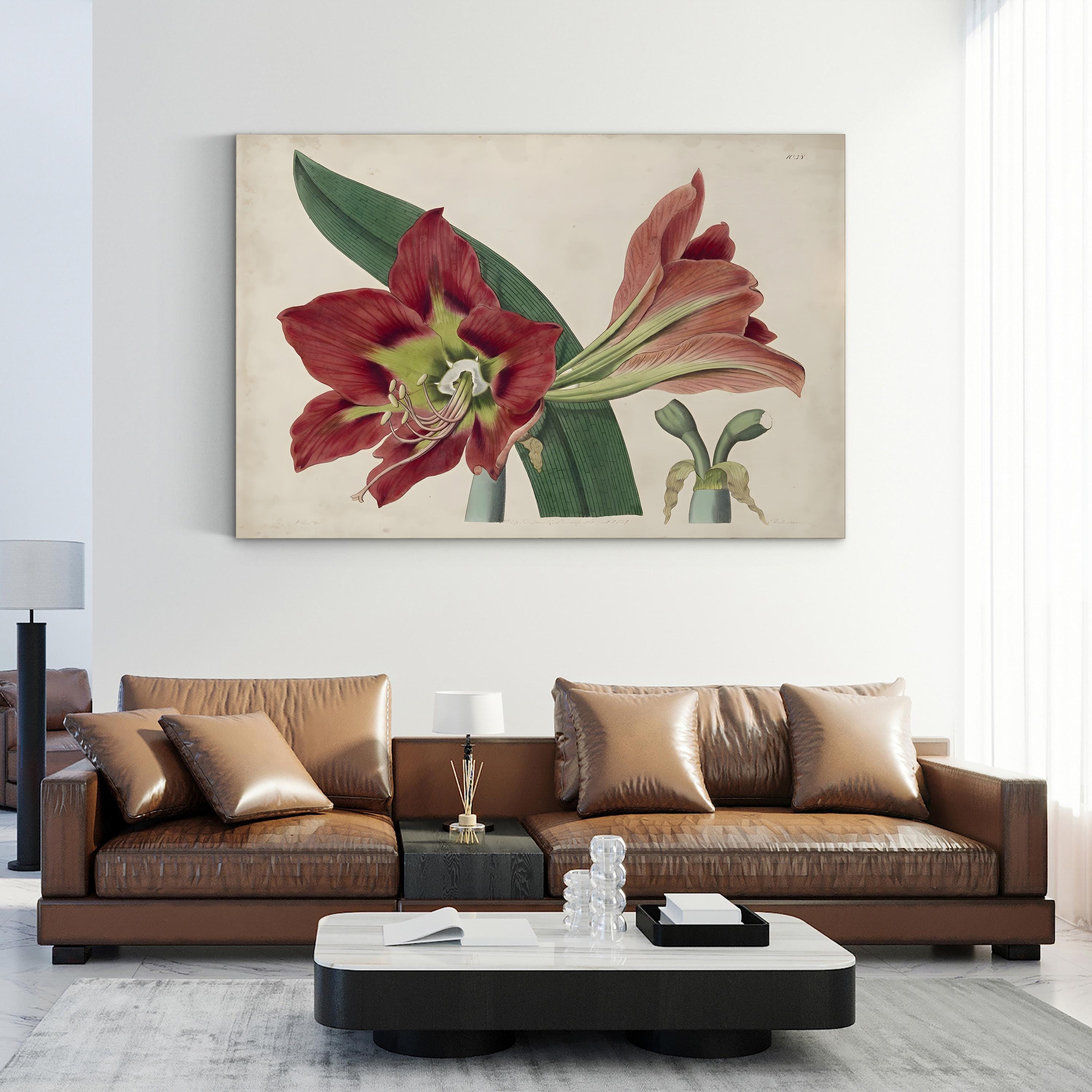 Vintage Amaryllis Botanical Canvas Print: 19th Century Floral Illustration