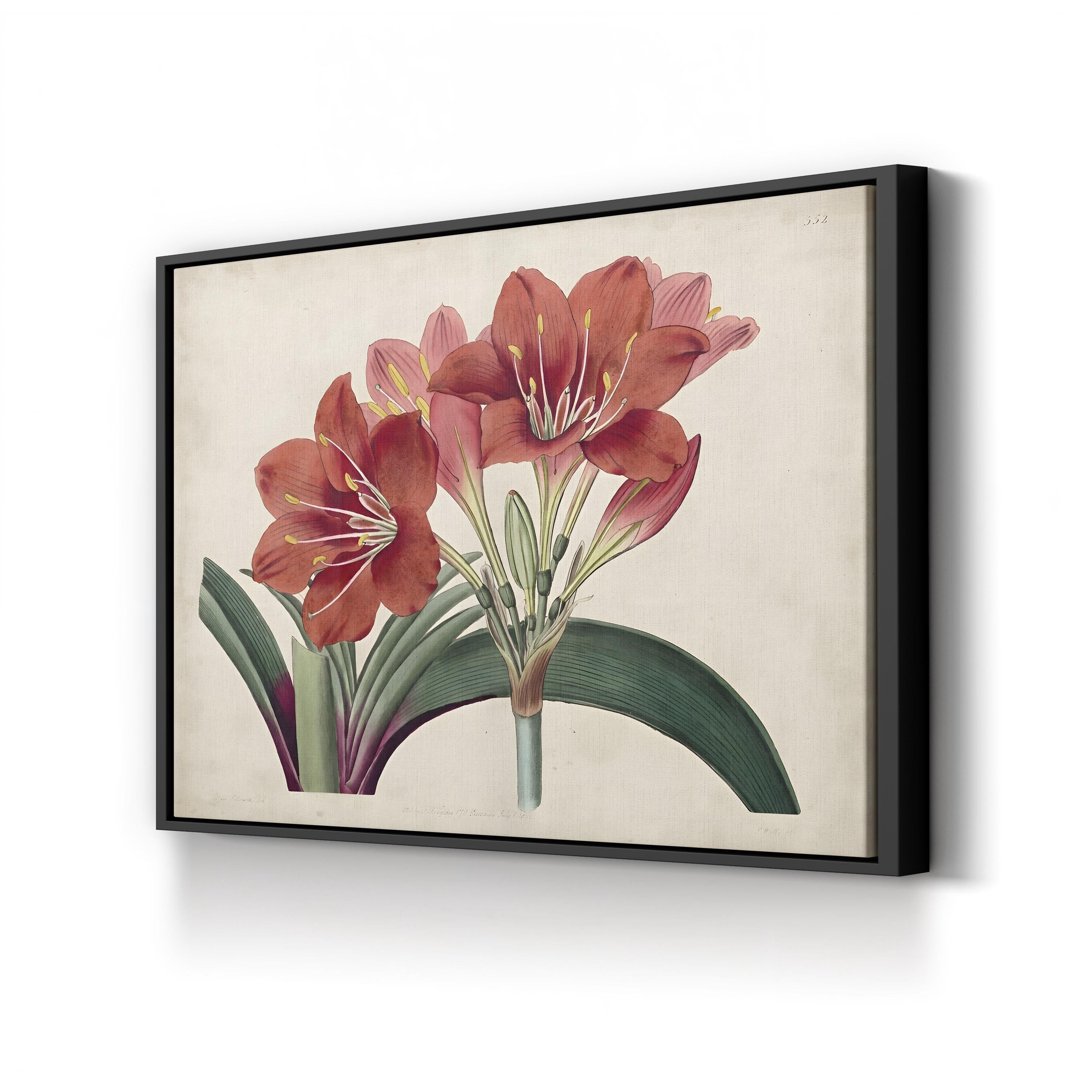 Vintage Red Amaryllis canvas print in black frame