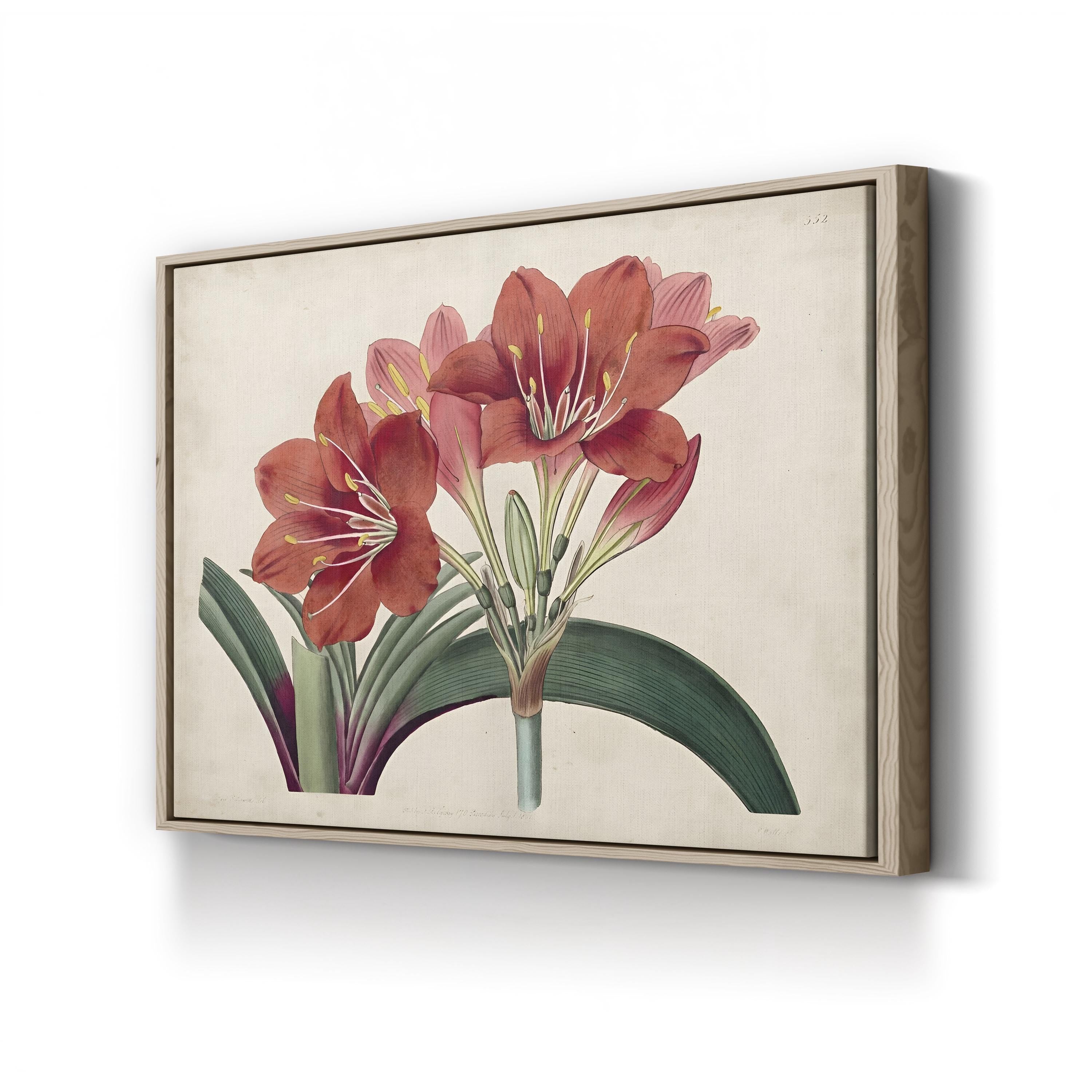 Vintage Red Amaryllis canvas print in oak frame