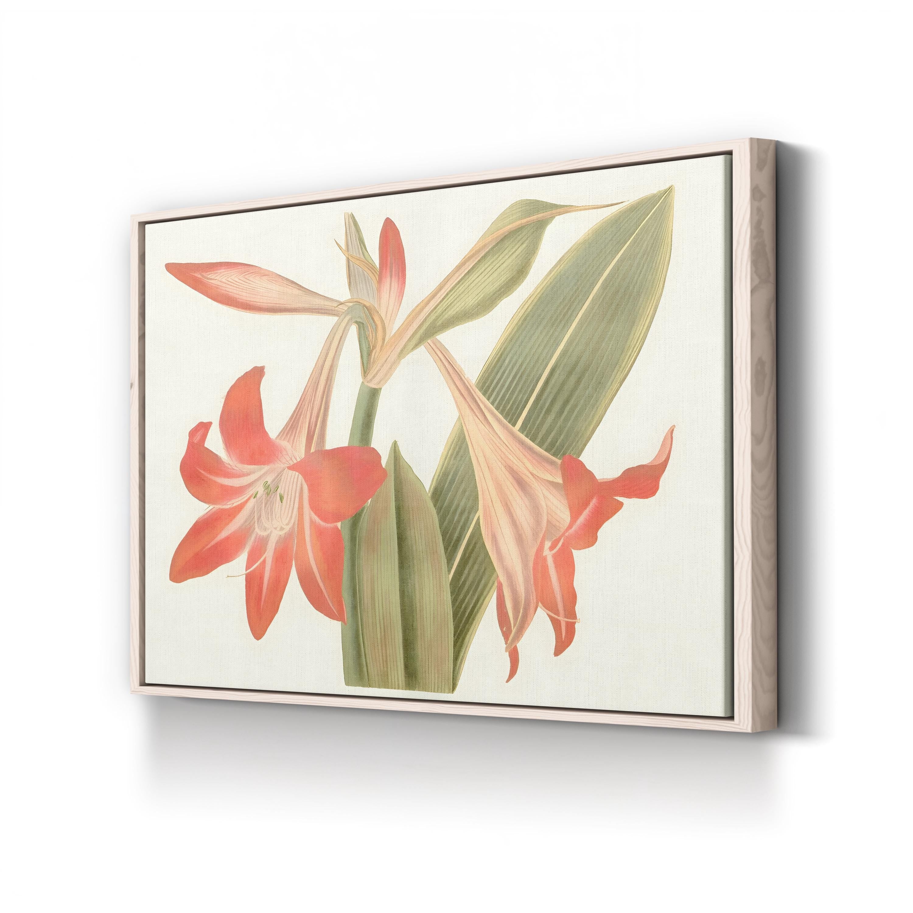 Antique Amaryllis IV Wall Art by Curtis Art – Vintage Botanical Illustration Print