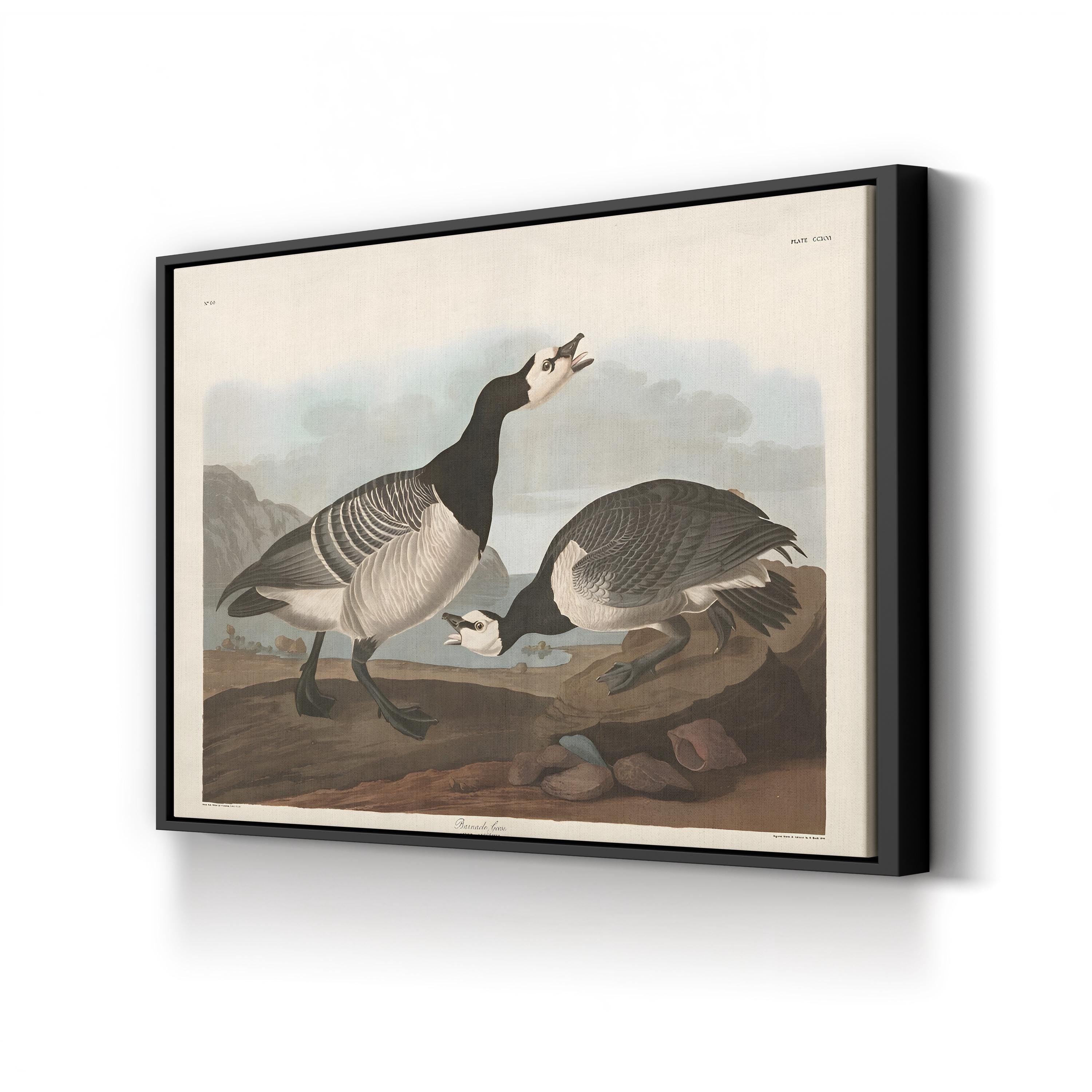 Barnacle Goose Bird Illustration Wall Art by John James Audubon