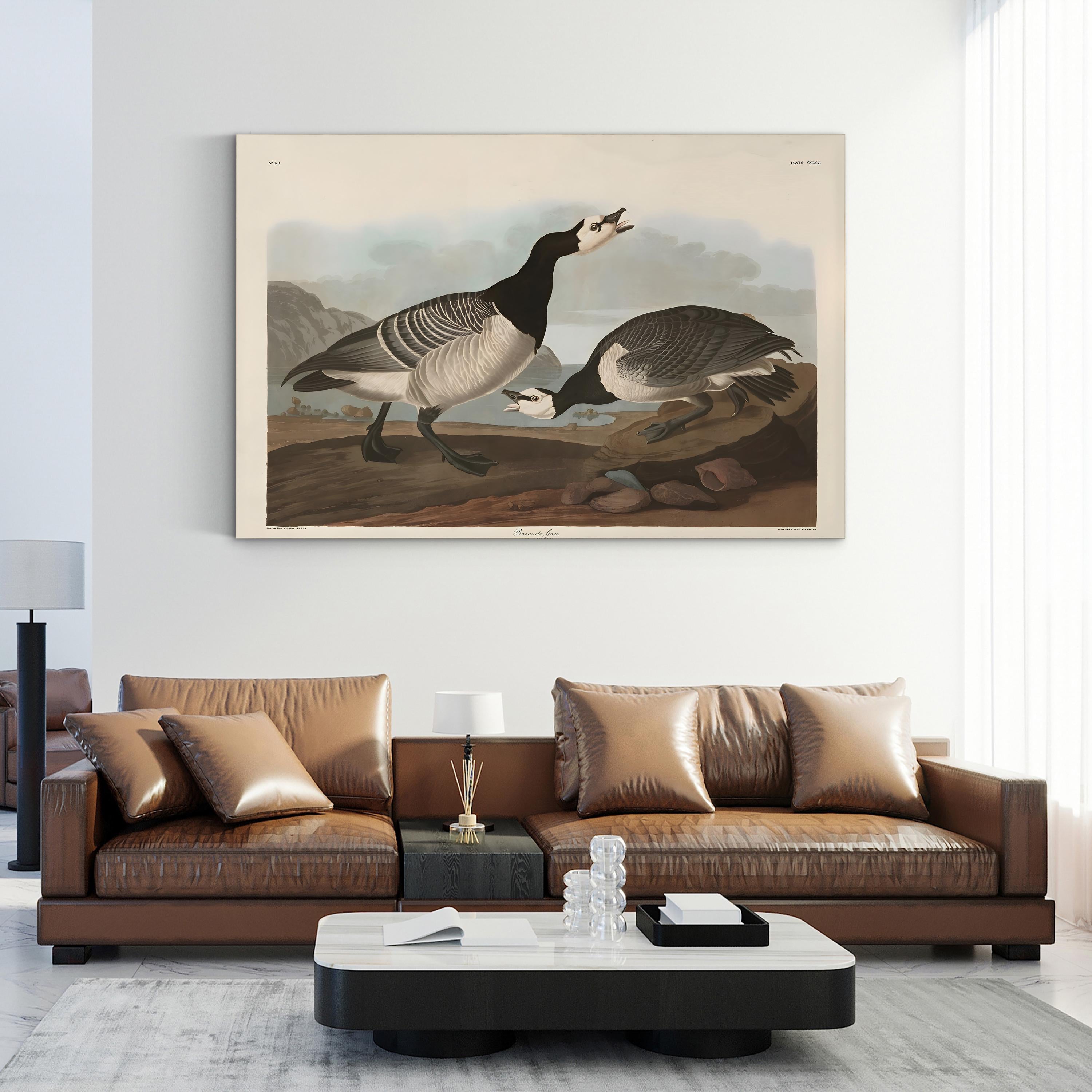 Barnacle Goose Bird Illustration Wall Art by John James Audubon