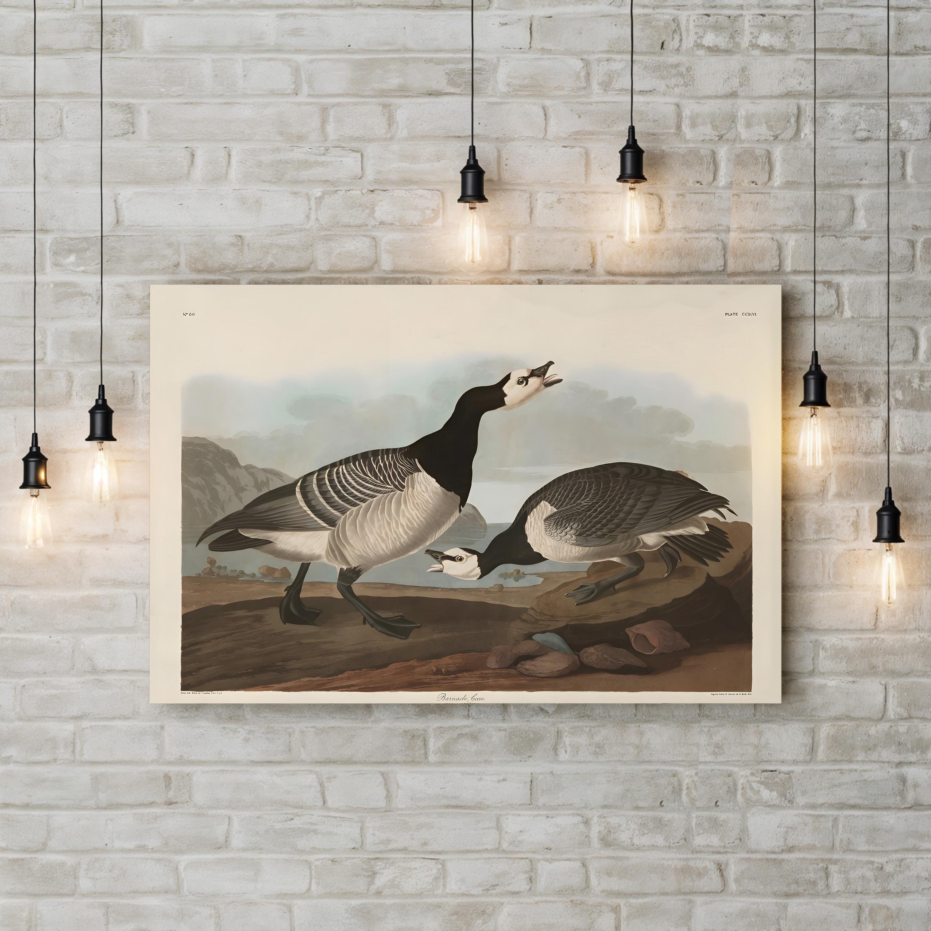 Barnacle Goose Bird Illustration Wall Art by John James Audubon