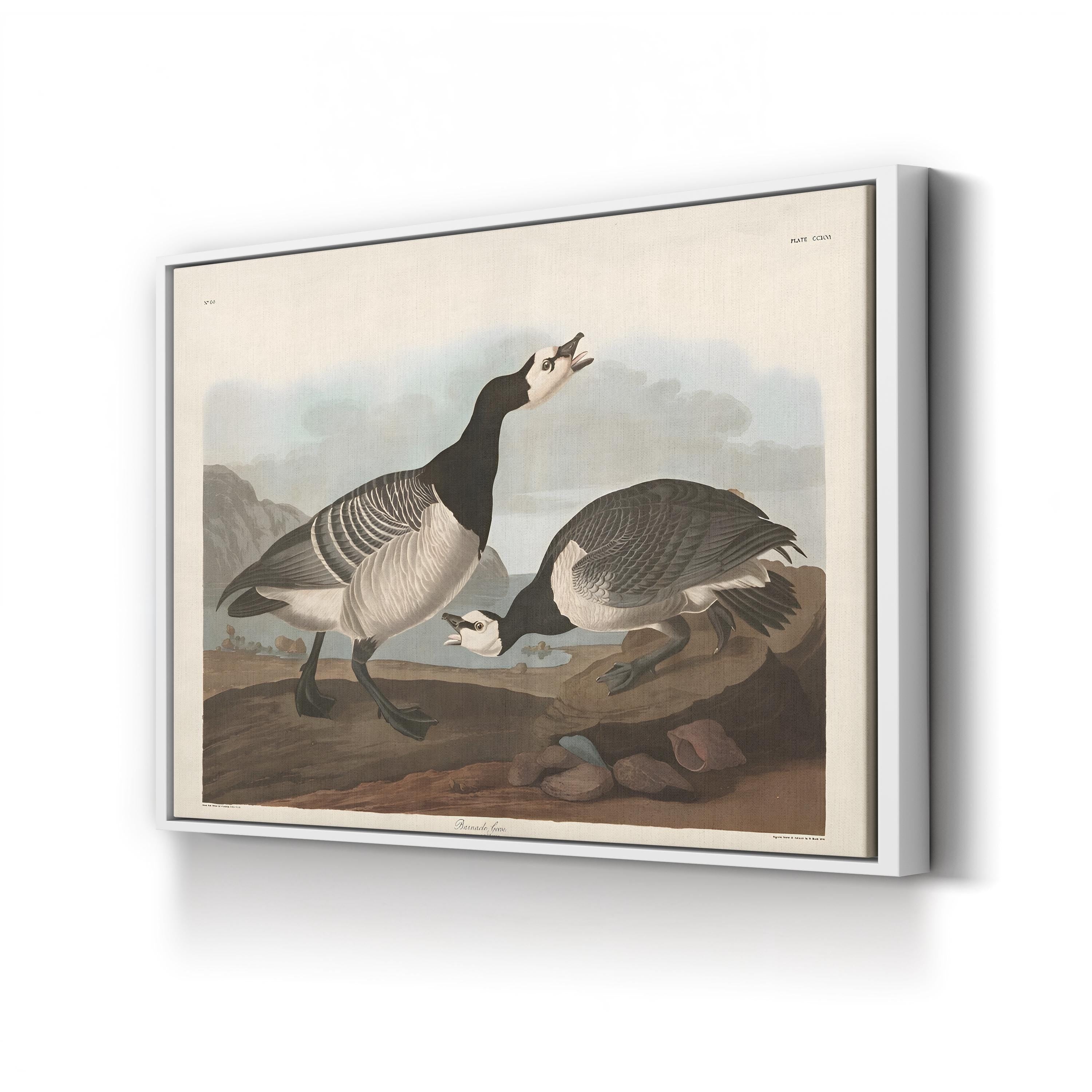 Barnacle Goose Bird Illustration Wall Art by John James Audubon