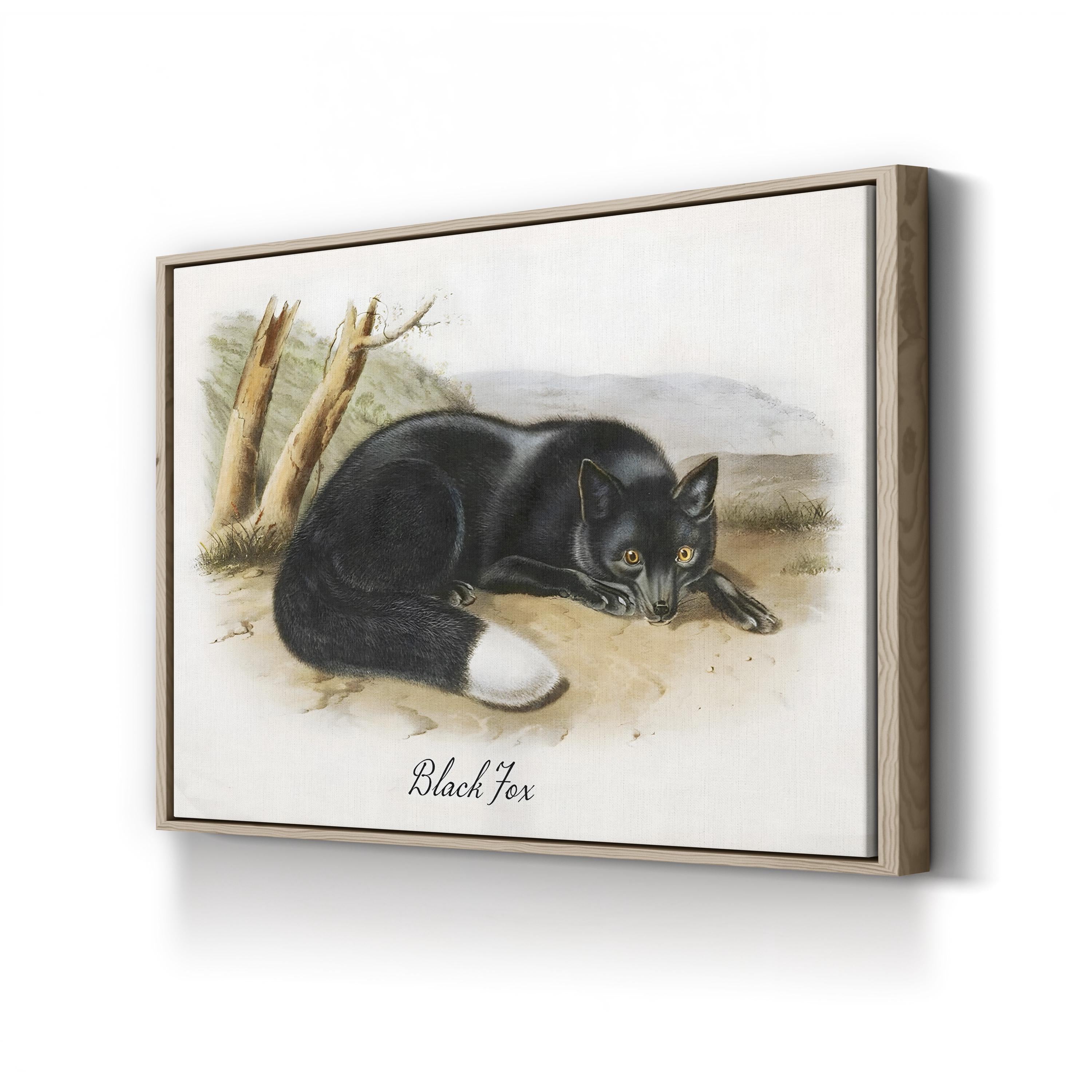 Vintage Wildlife Study Black Fox Illustration by Vintage Apple Collection