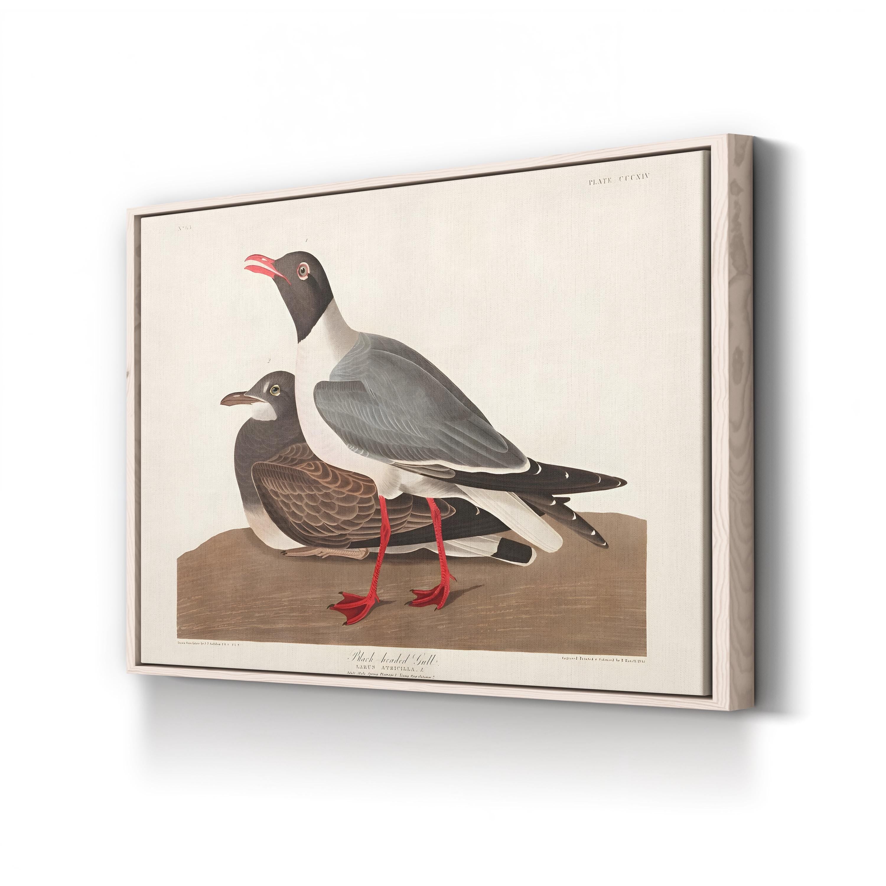 Black-Headed Gull Wall Art by John James Audubon
