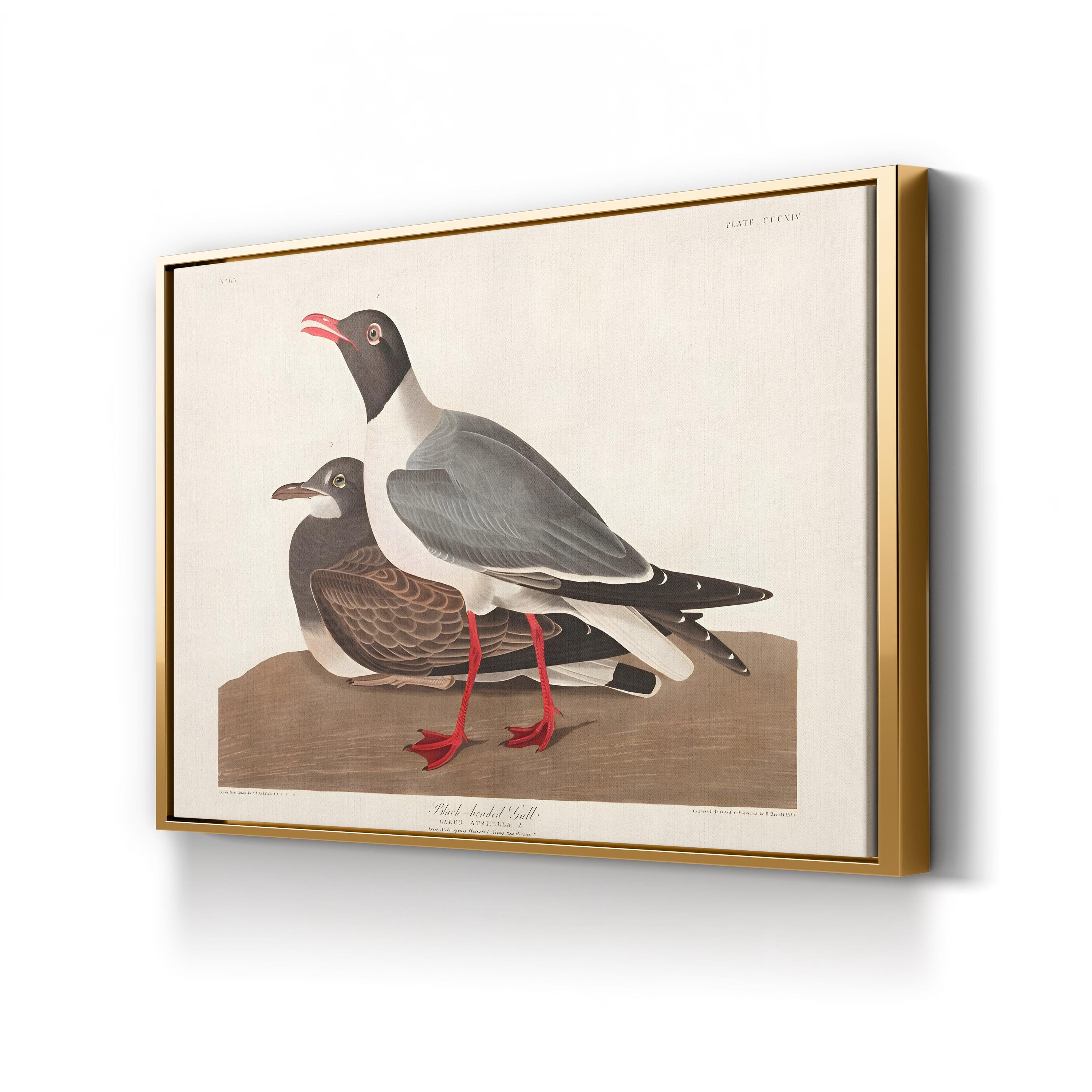 Black-Headed Gull Wall Art by John James Audubon