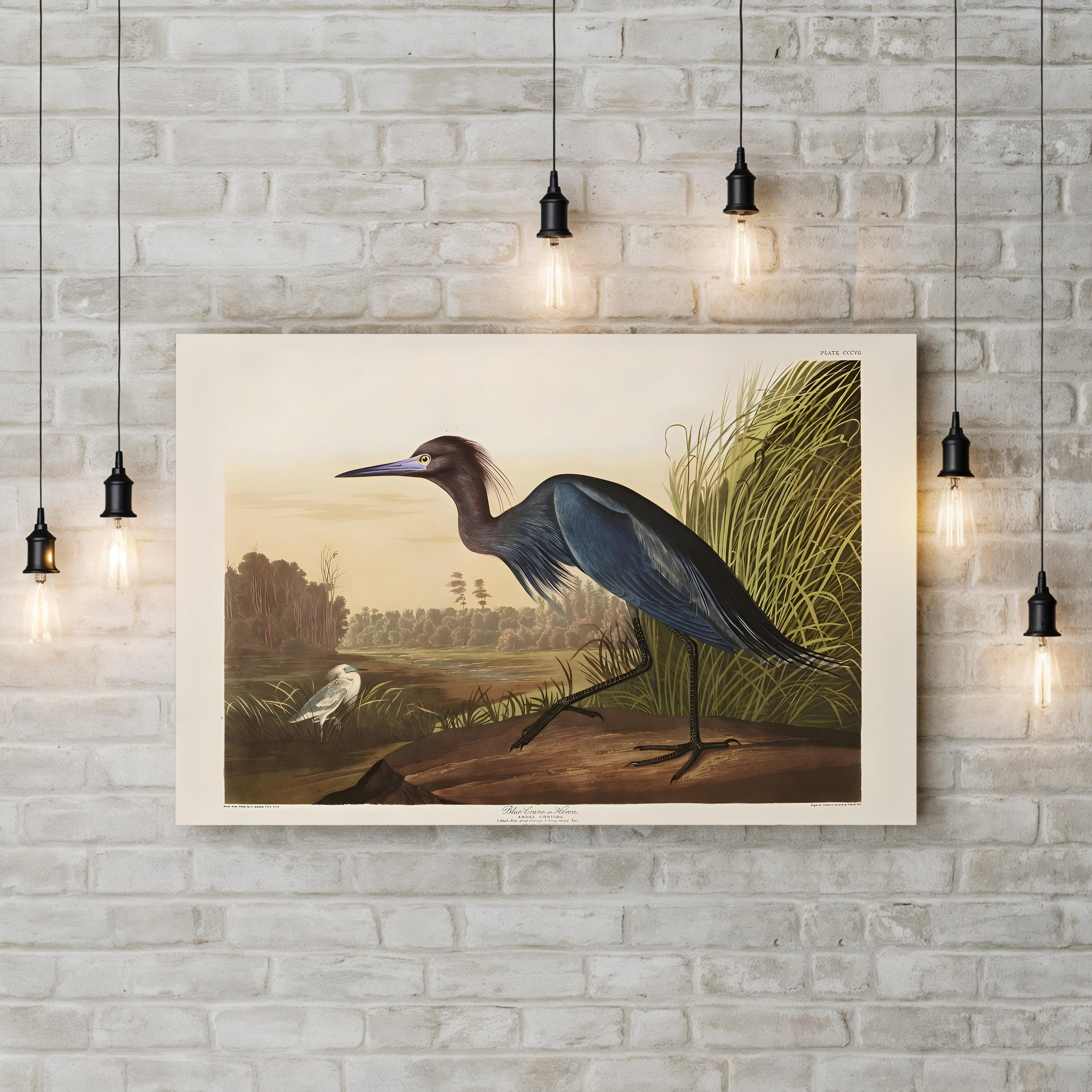 Blue Crane Heron – Period Illustration Wall Art | 19th-Century Bird Canvas Print