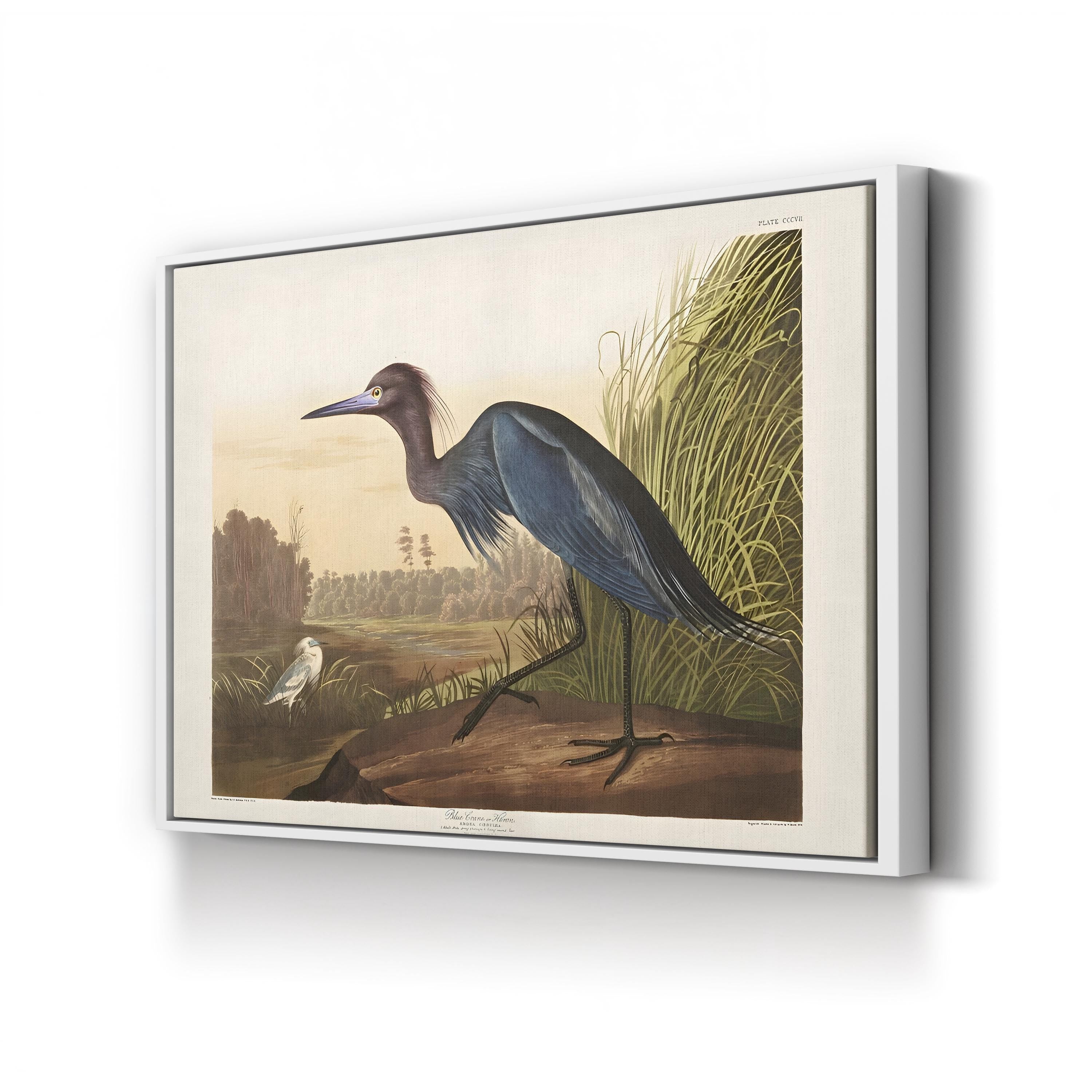 Blue Crane Heron – Period Illustration Wall Art | 19th-Century Bird Canvas Print