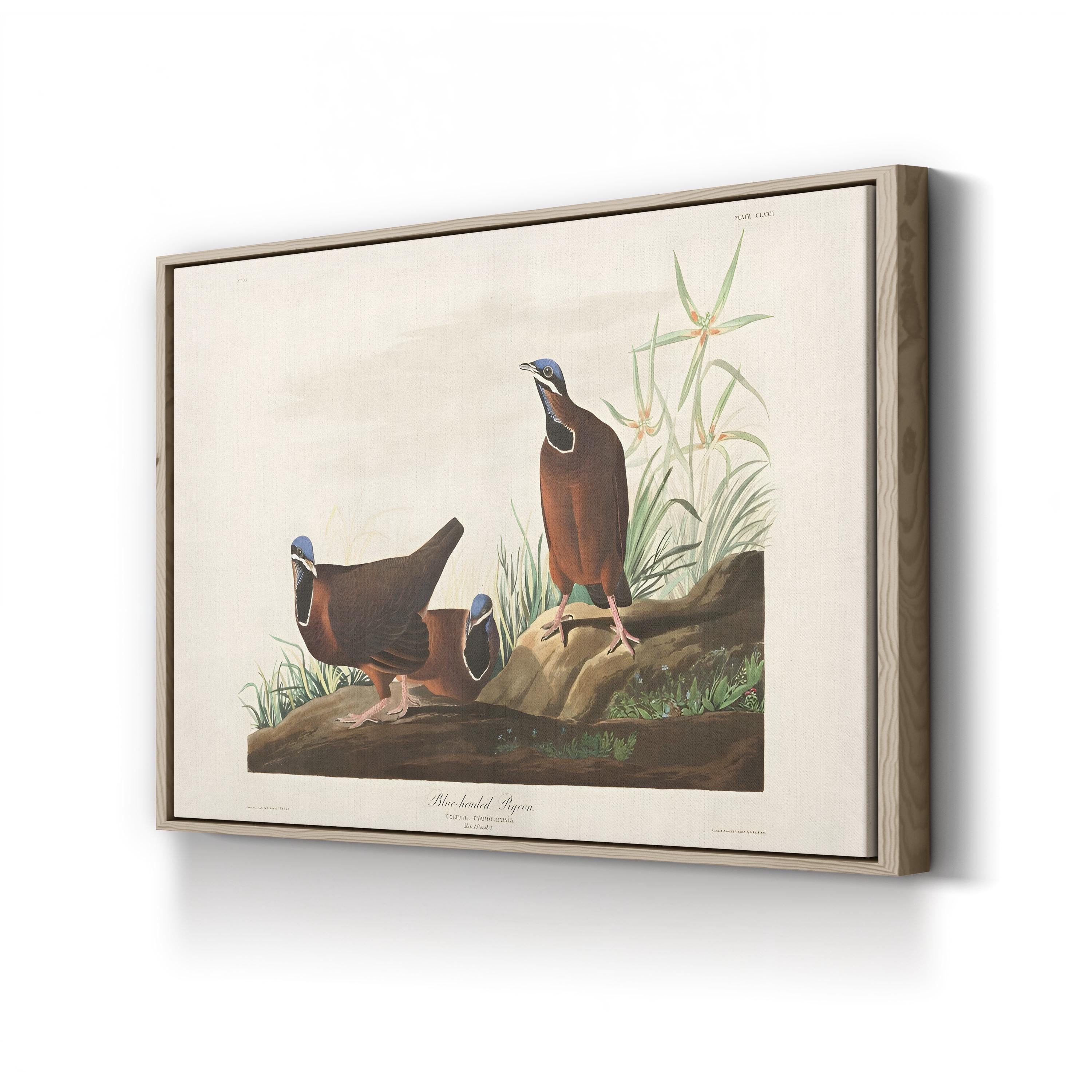 Blue-Headed Pigeon Wall Art by John James Audubon | 19th-Century Ornithological Illustration Canvas Print