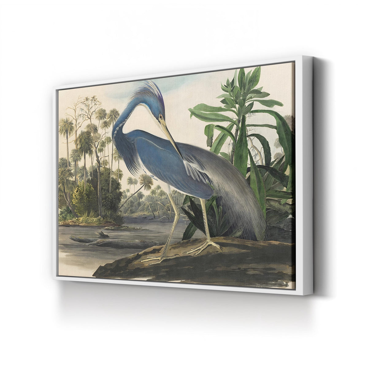 Louisiana Heron, by John James Audubon canvas print in white frame