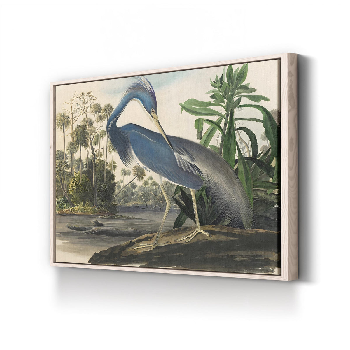 Louisiana Heron, by John James Audubon canvas print in natural frame