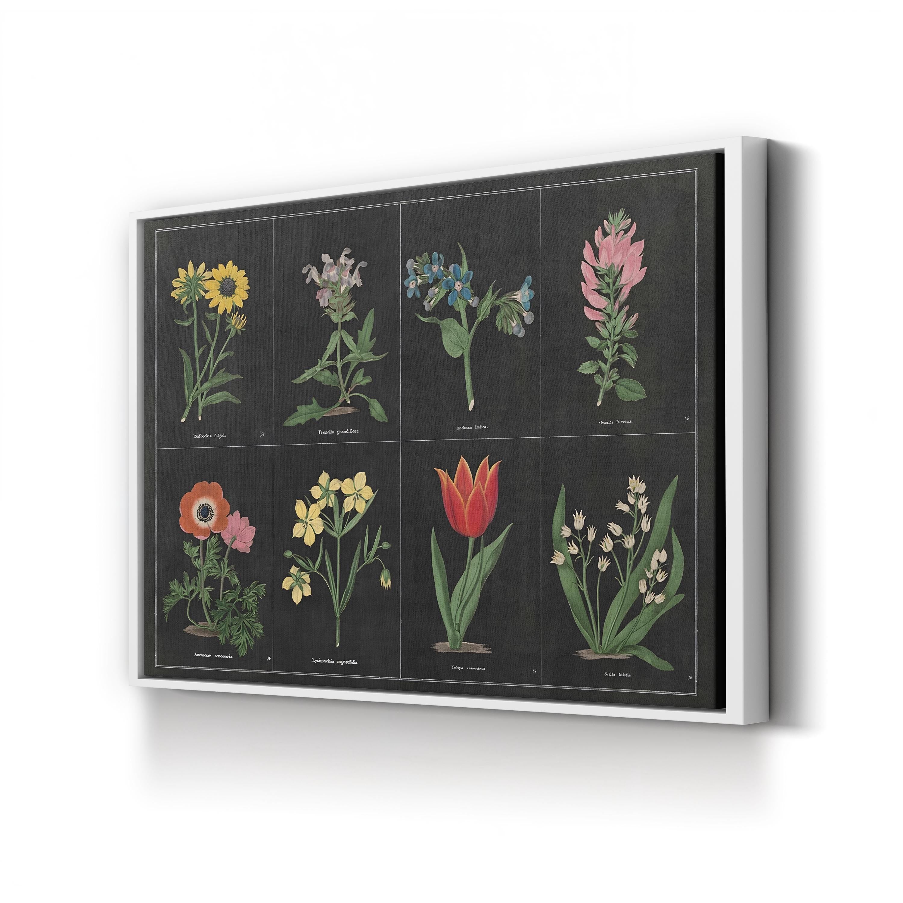 Botanical on Black Chart I by Wild Apple Portfolio