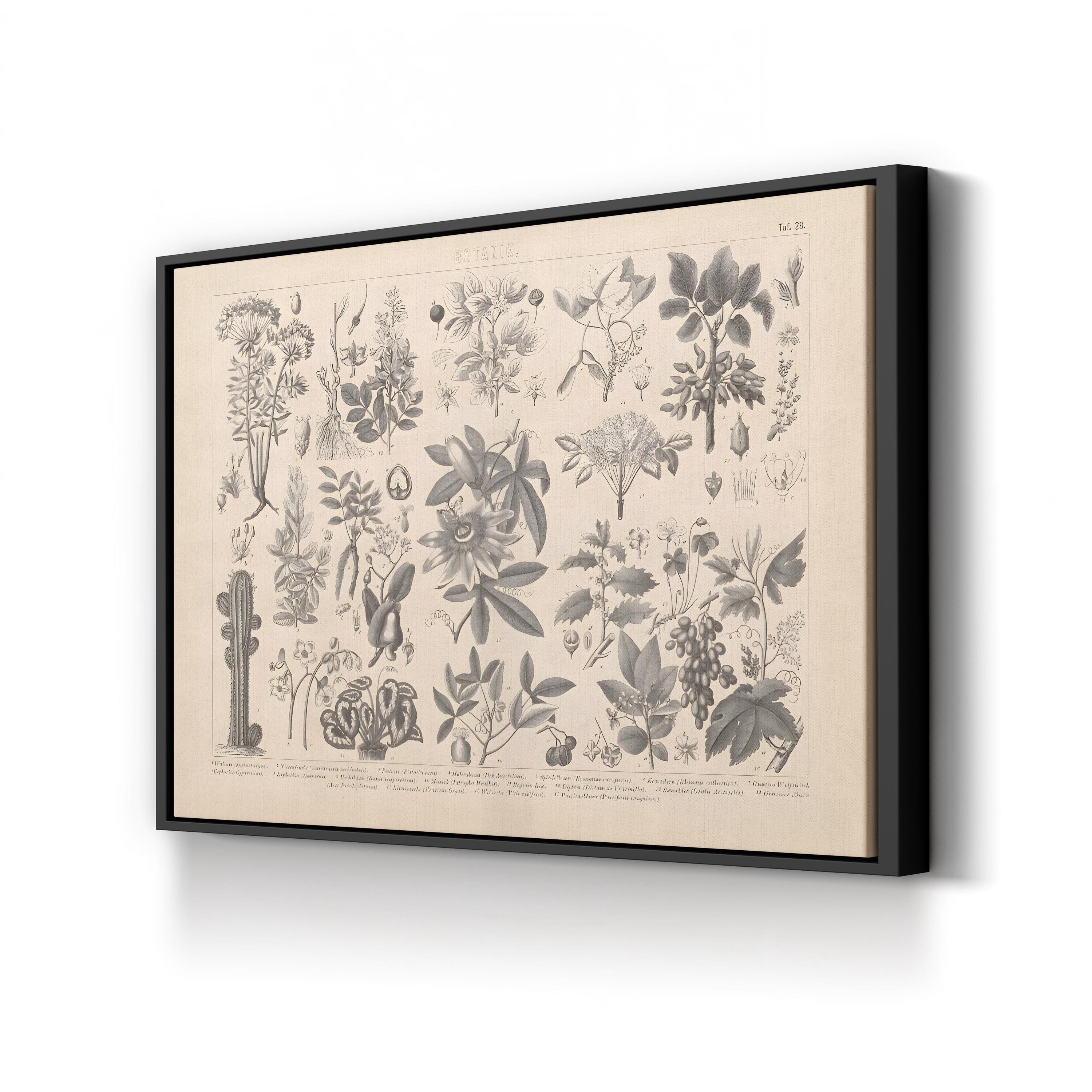 Vintage Botanical Plant Print: Antique Garden Study Canvas