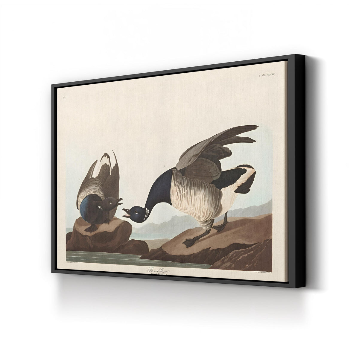Brant Goose, by John James Audubon canvas print in black frame