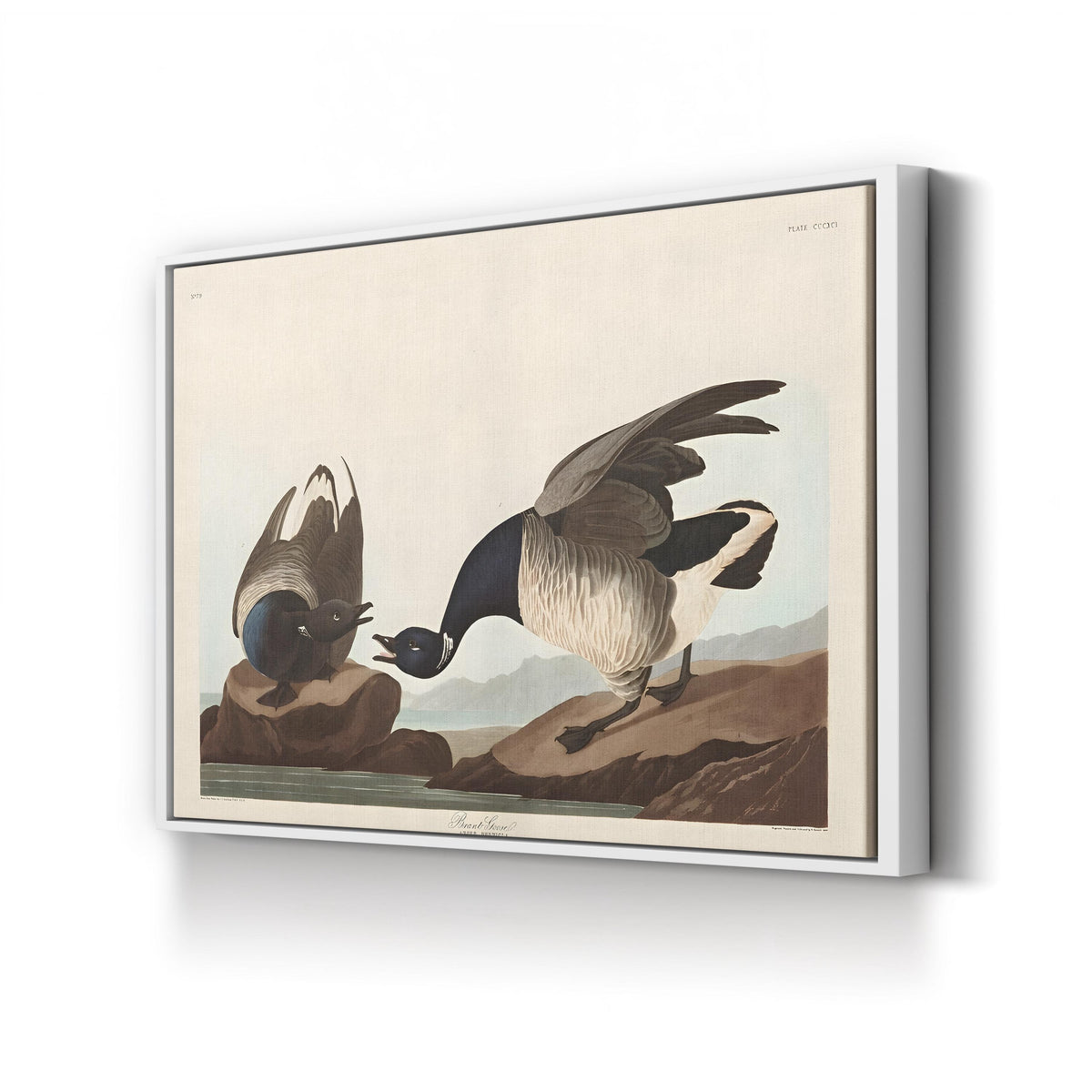 Brant Goose, by John James Audubon canvas print in white frame