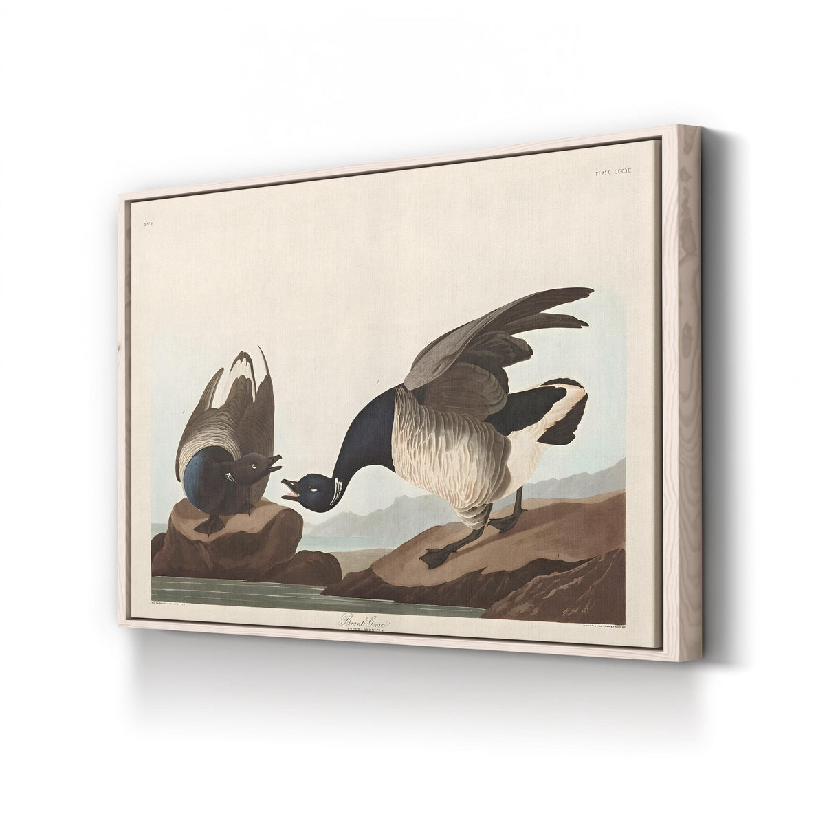 Brant Goose, by John James Audubon canvas print in natural frame