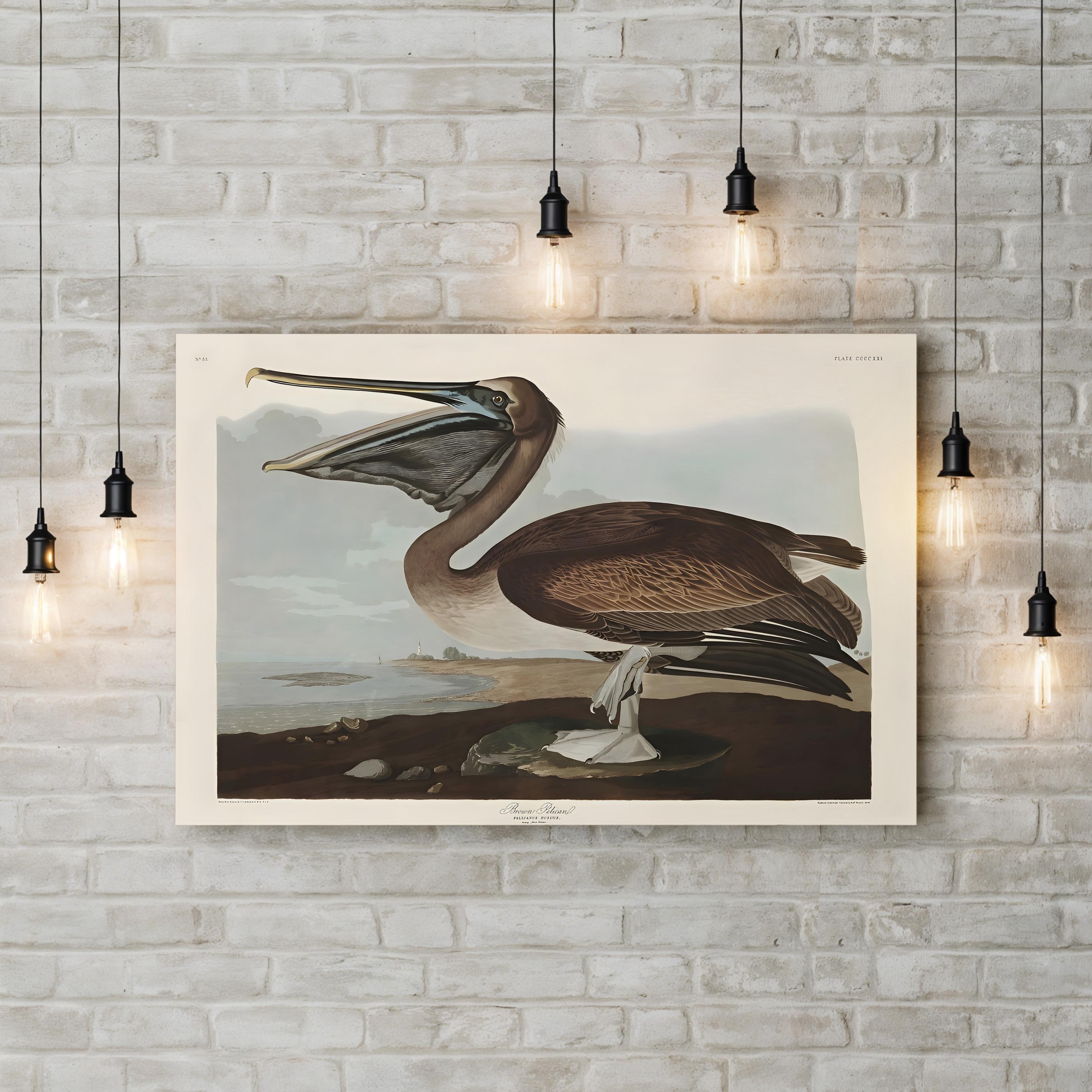 Brown Pelican Wall Art by John James Audubon – Vintage Natural History Bird Illustration Canvas