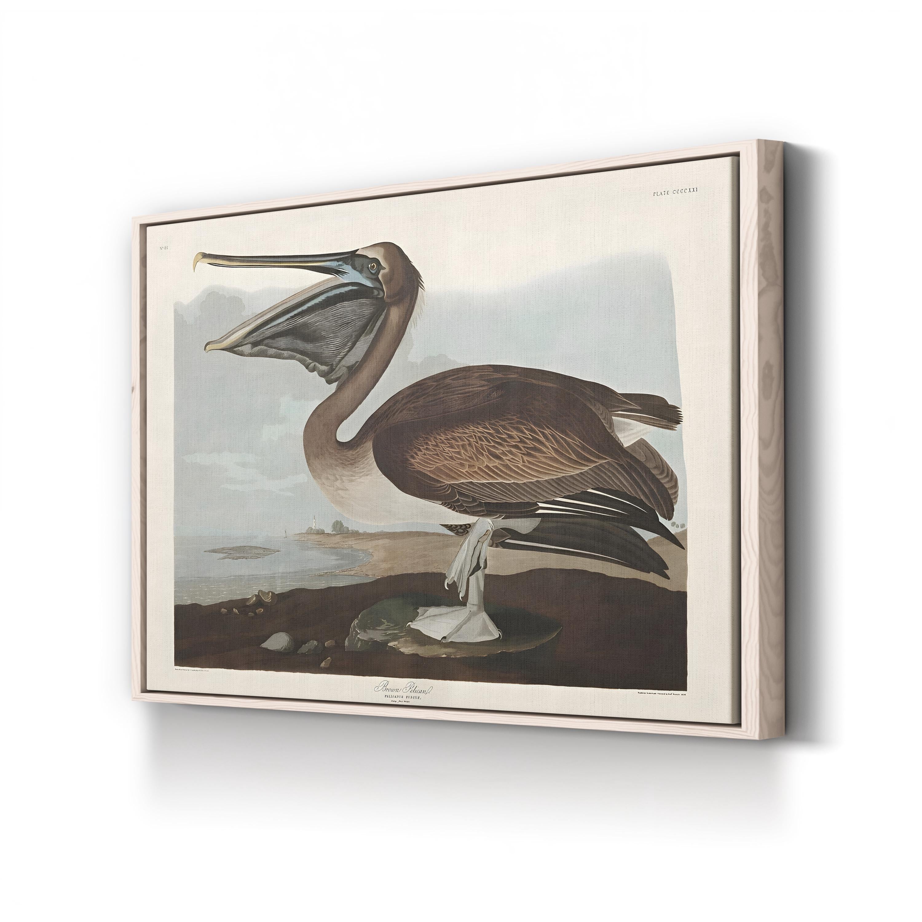 Brown Pelican Wall Art by John James Audubon – Vintage Natural History Bird Illustration Canvas