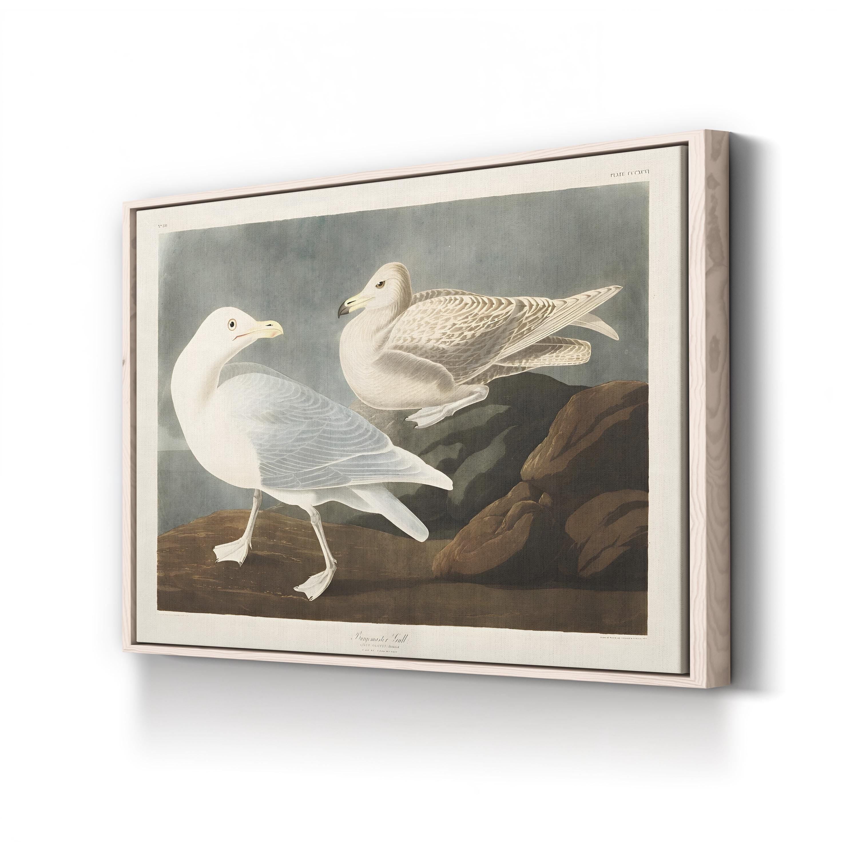 Burgomaster Gull Wall Art by John James Audubon – Vintage Natural History Bird Illustration Canvas