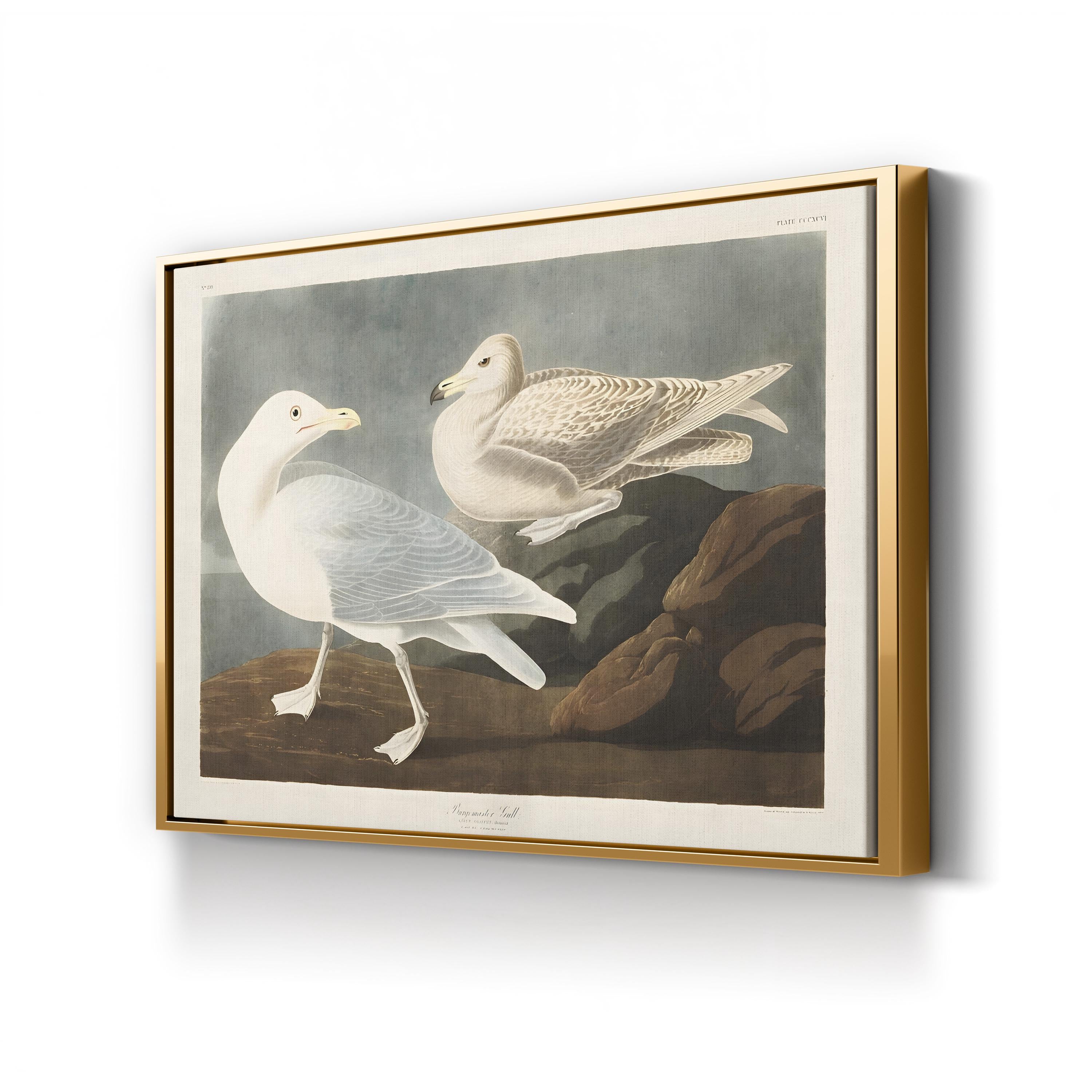 Burgomaster Gull Wall Art by John James Audubon – Vintage Natural History Bird Illustration Canvas