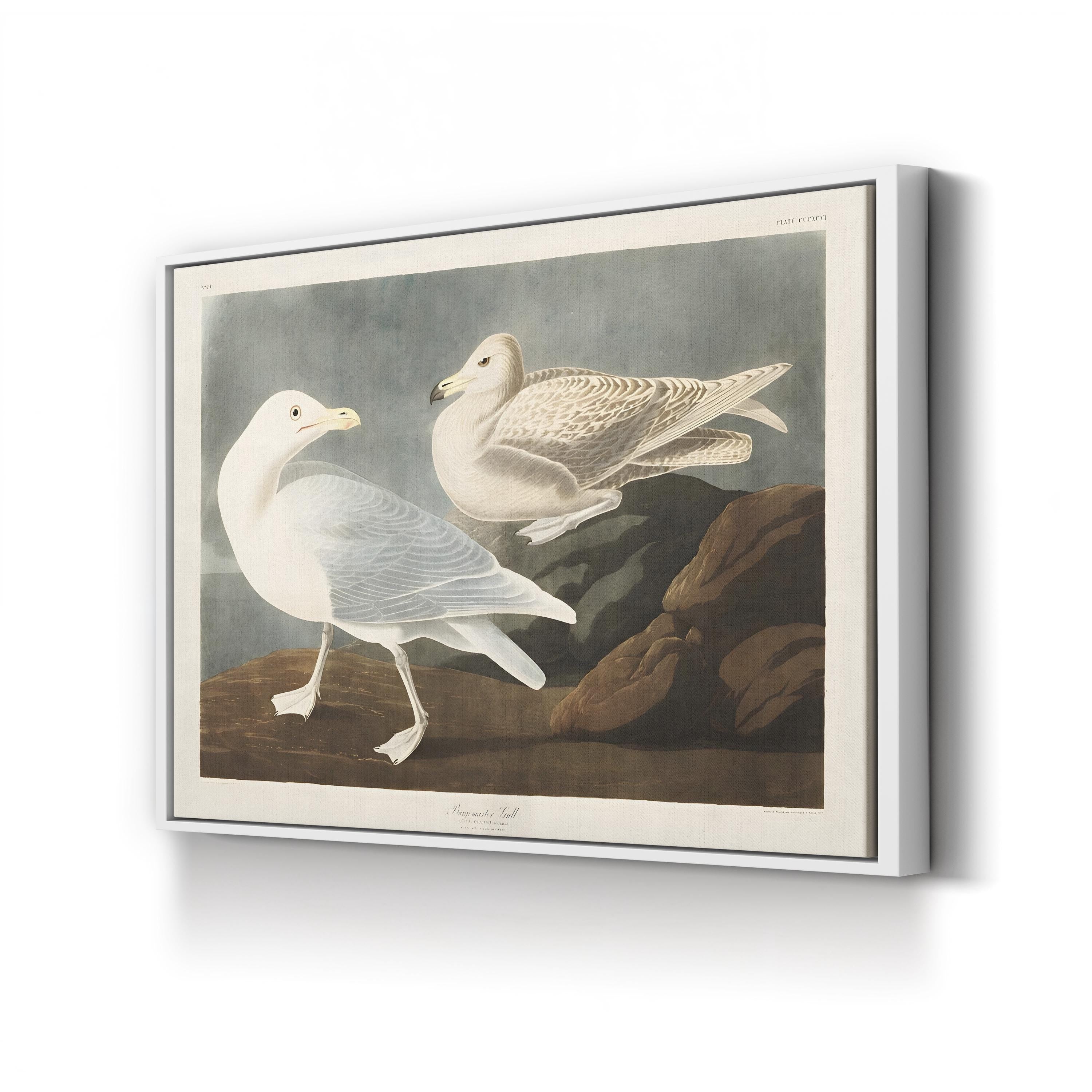 Burgomaster Gull Wall Art by John James Audubon – Vintage Natural History Bird Illustration Canvas