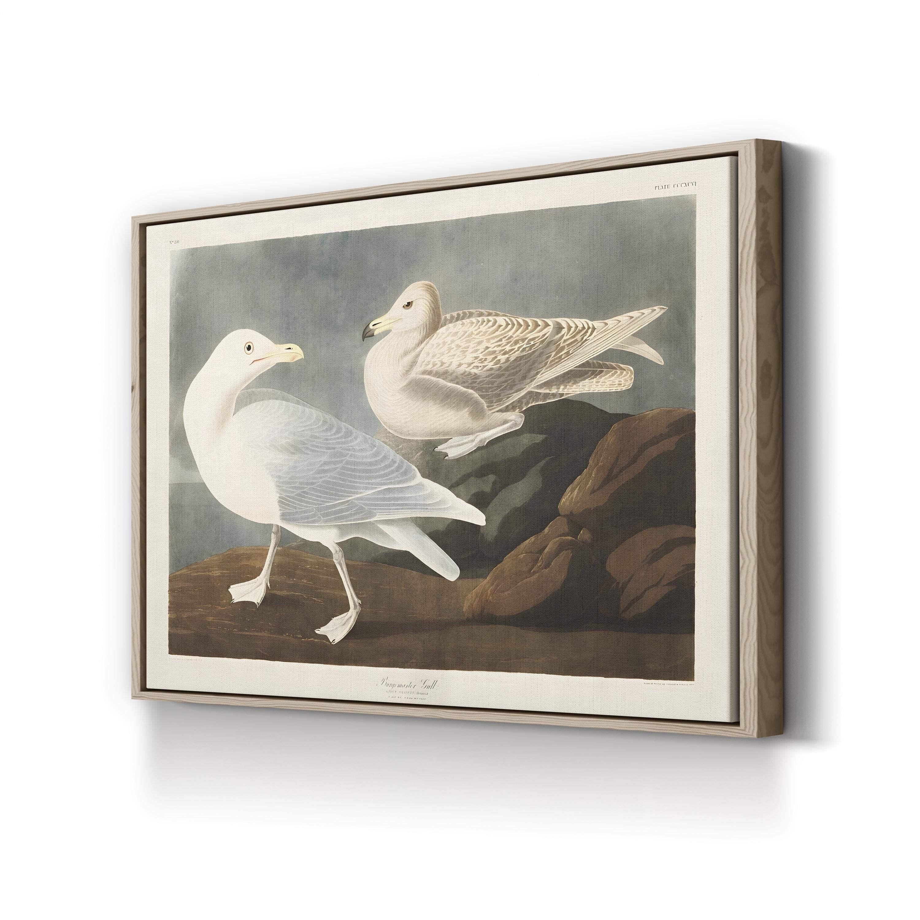 Burgomaster Gull Wall Art by John James Audubon – Vintage Natural History Bird Illustration Canvas
