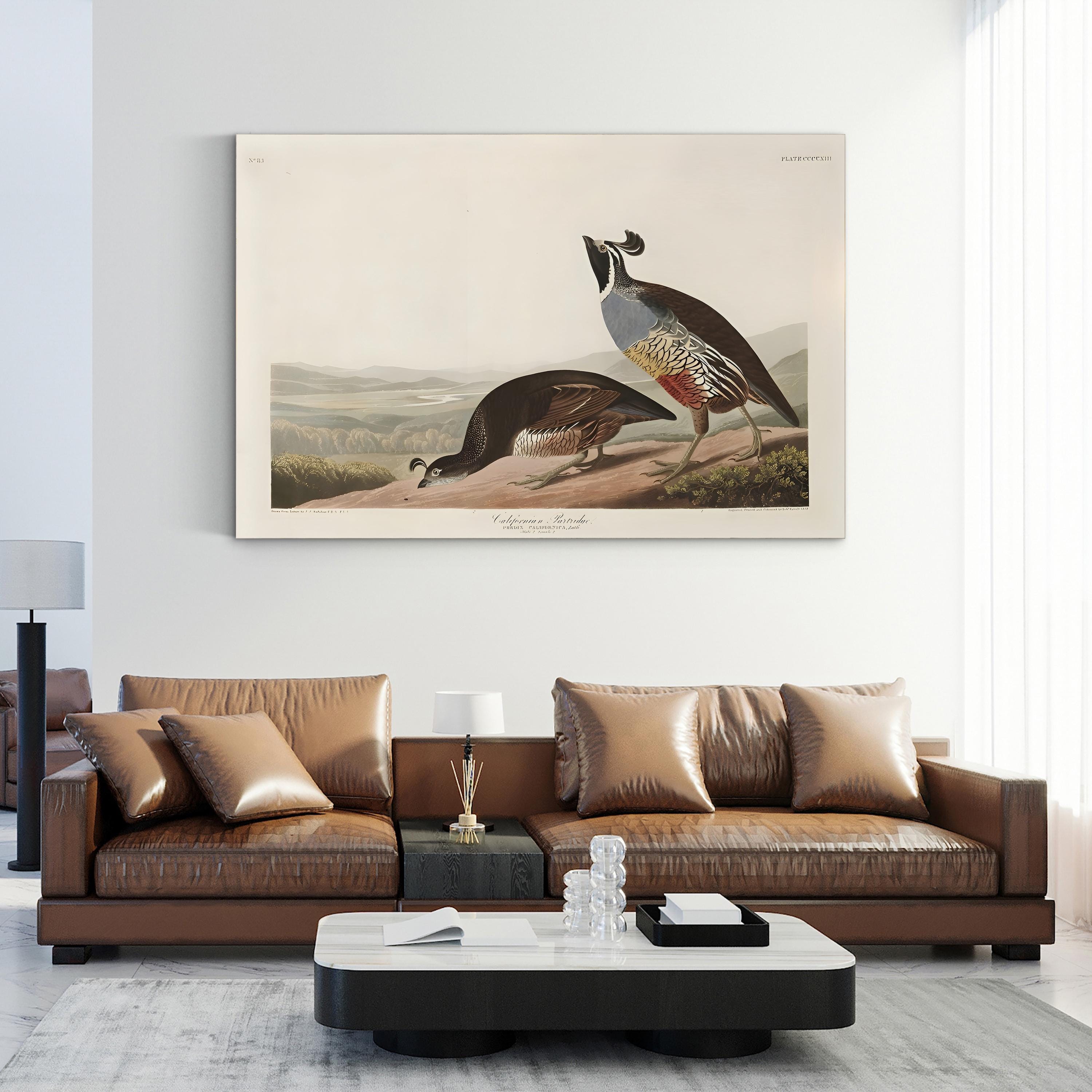 Californian Partridge – Framed Vintage Natural History Canvas Art by John James Audubon