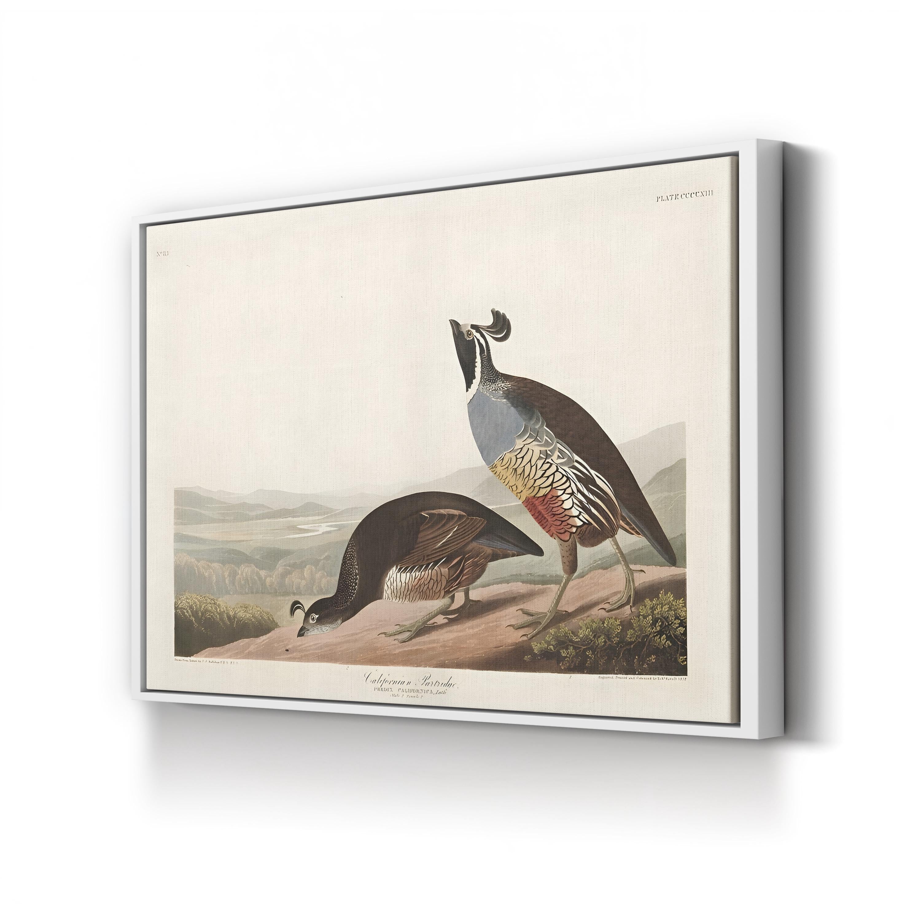 Californian Partridge – Framed Vintage Natural History Canvas Art by John James Audubon