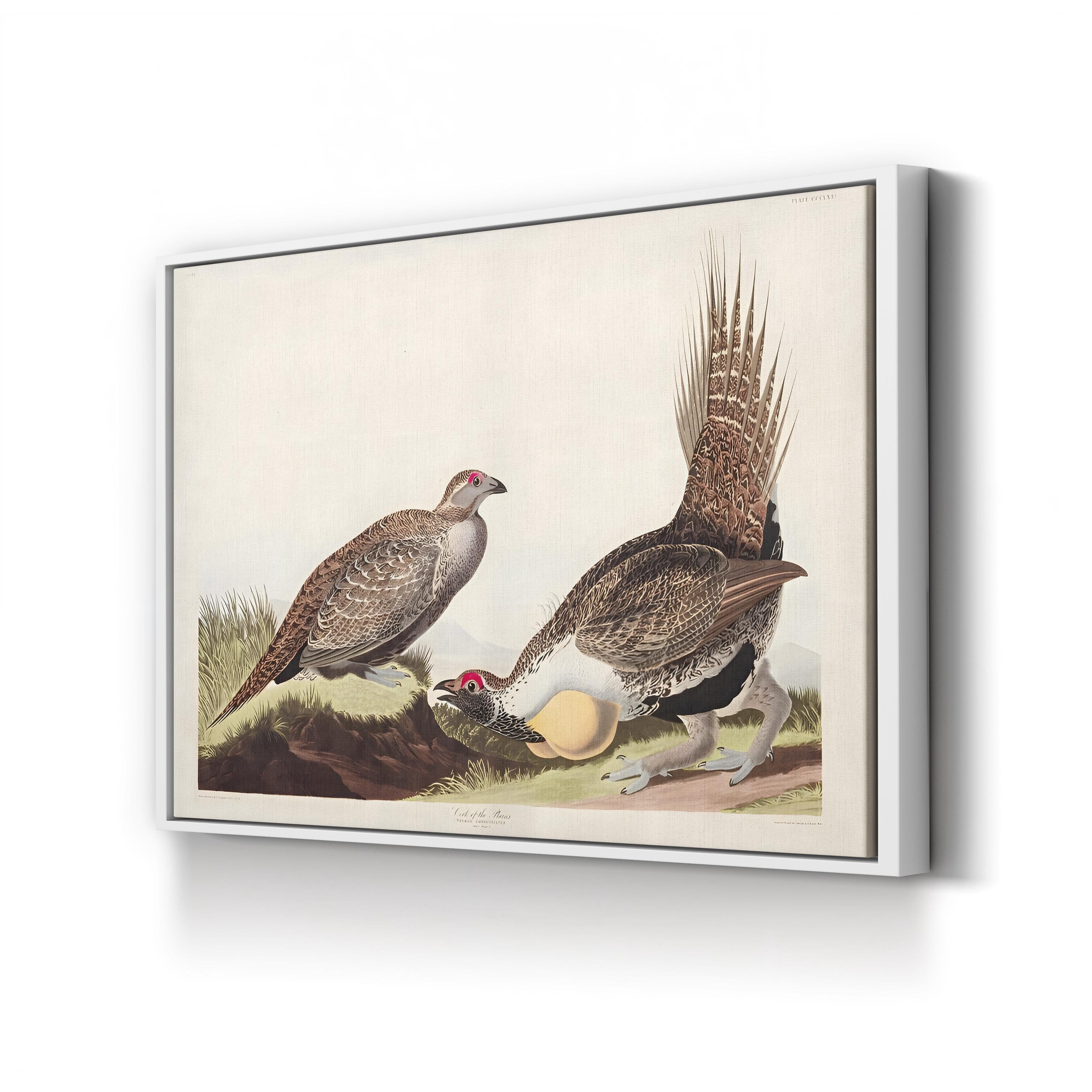 Vintage Plains Bird – Period Illustration Wall Art | 19th-Century Wildlife Canvas Print