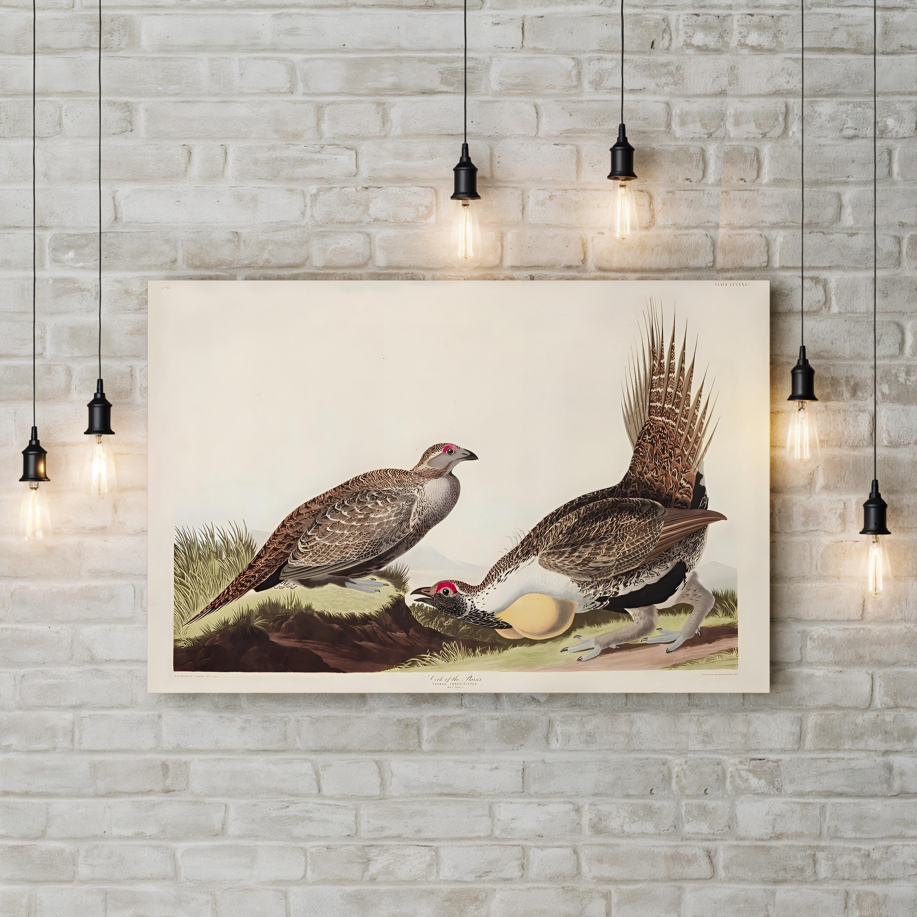 Vintage Plains Bird – Period Illustration Wall Art | 19th-Century Wildlife Canvas Print