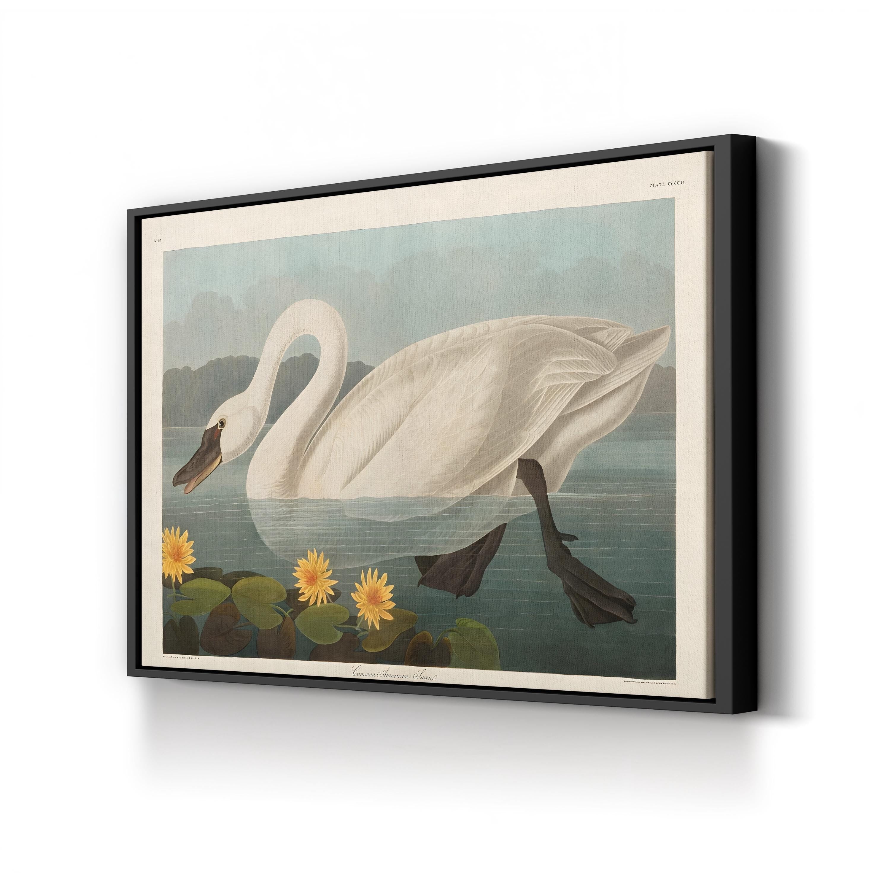 Vintage Swan Elegance – Period Illustration Wall Art | Wildlife Canvas Print