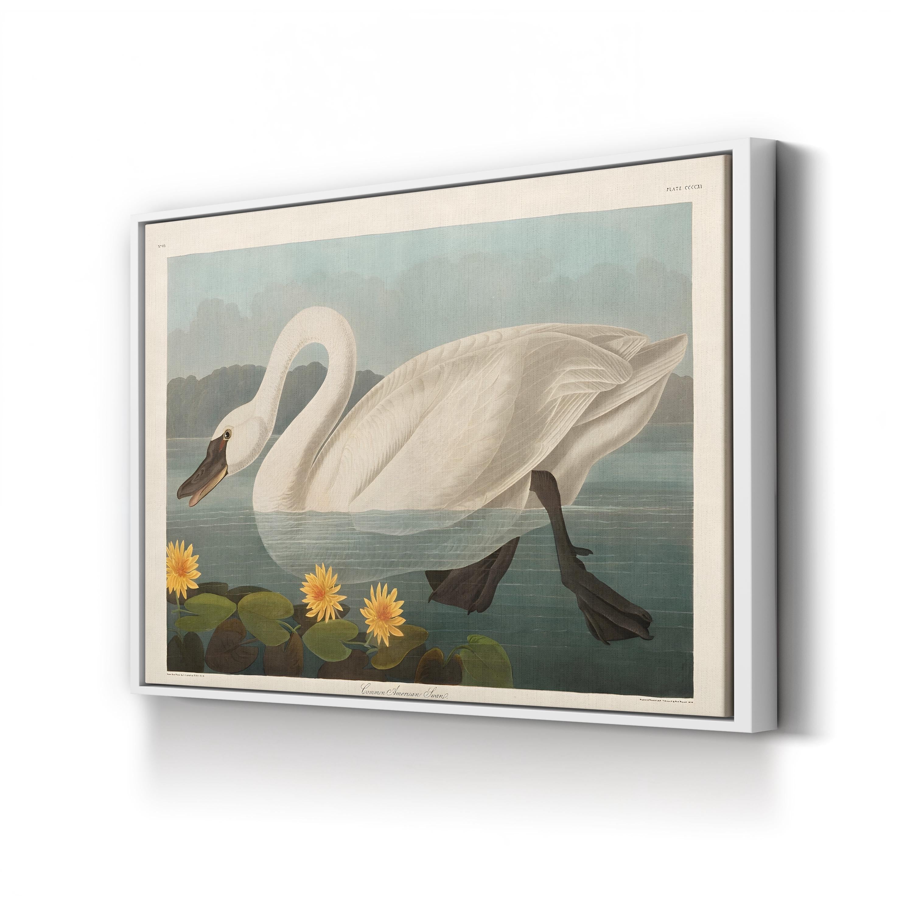Vintage Swan Elegance – Period Illustration Wall Art | Wildlife Canvas Print