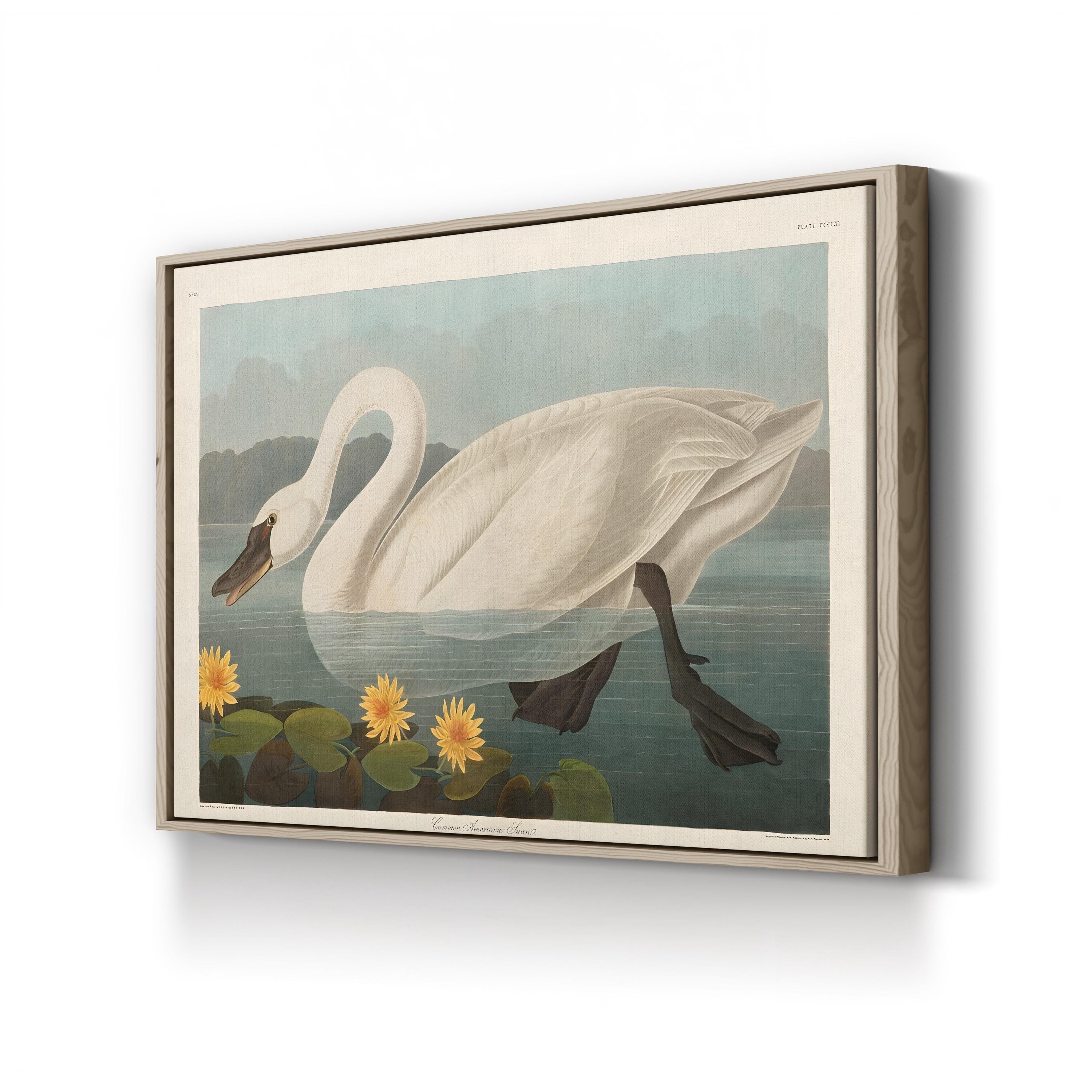 Vintage Swan Elegance – Period Illustration Wall Art | Wildlife Canvas Print