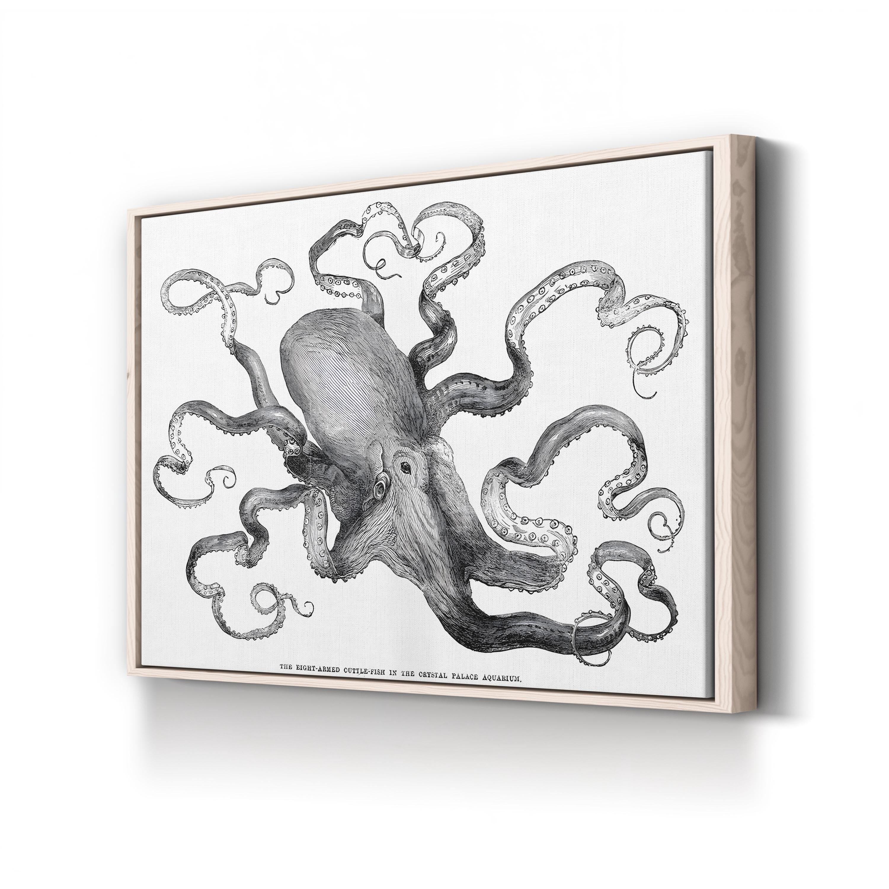 Common Octopus, 1871 – Period Illustration Wall Art | Vintage Marine Canvas Print