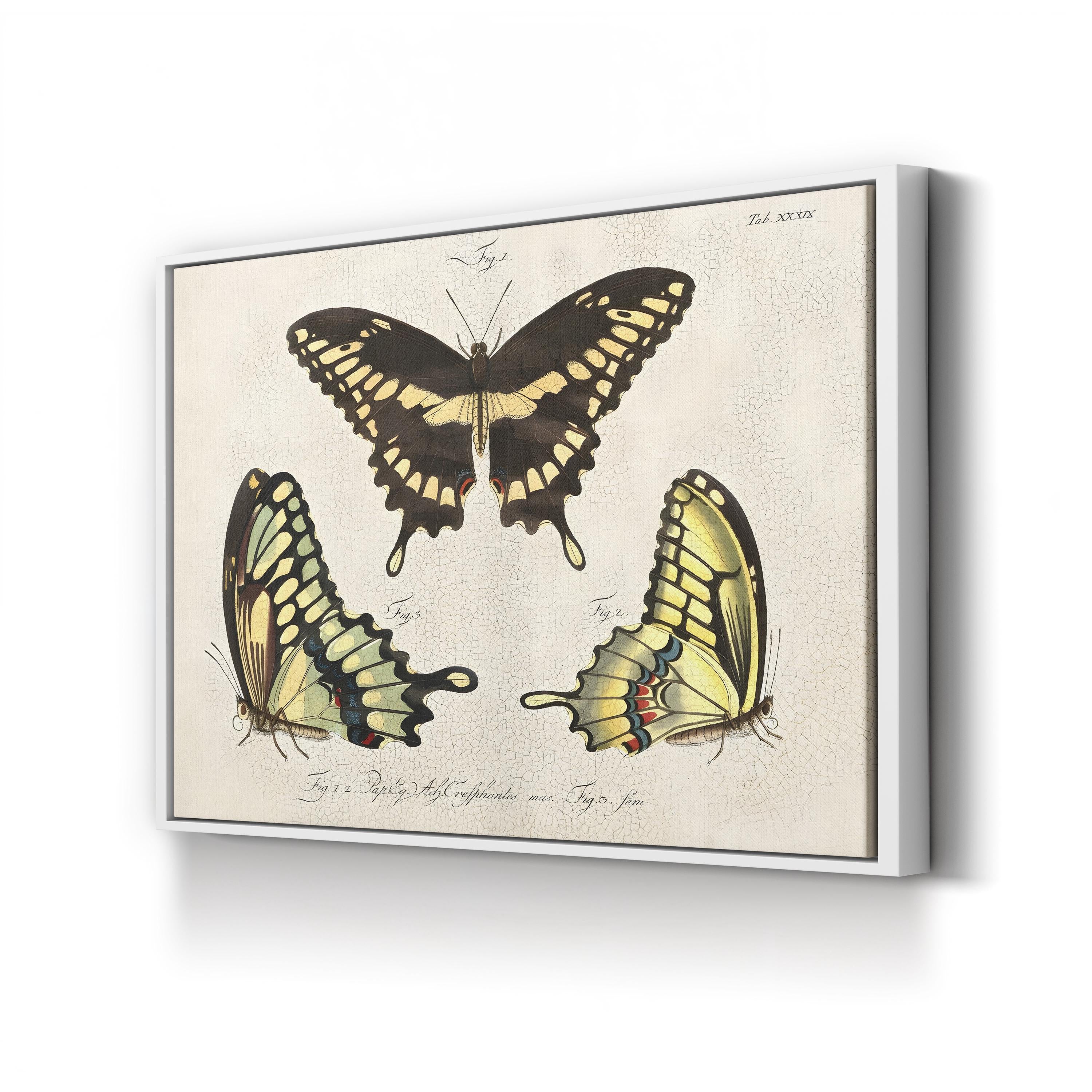 Crackled Butterflies I Wall Art by Vision Studio – Vintage Natural History Butterfly Illustration Canvas