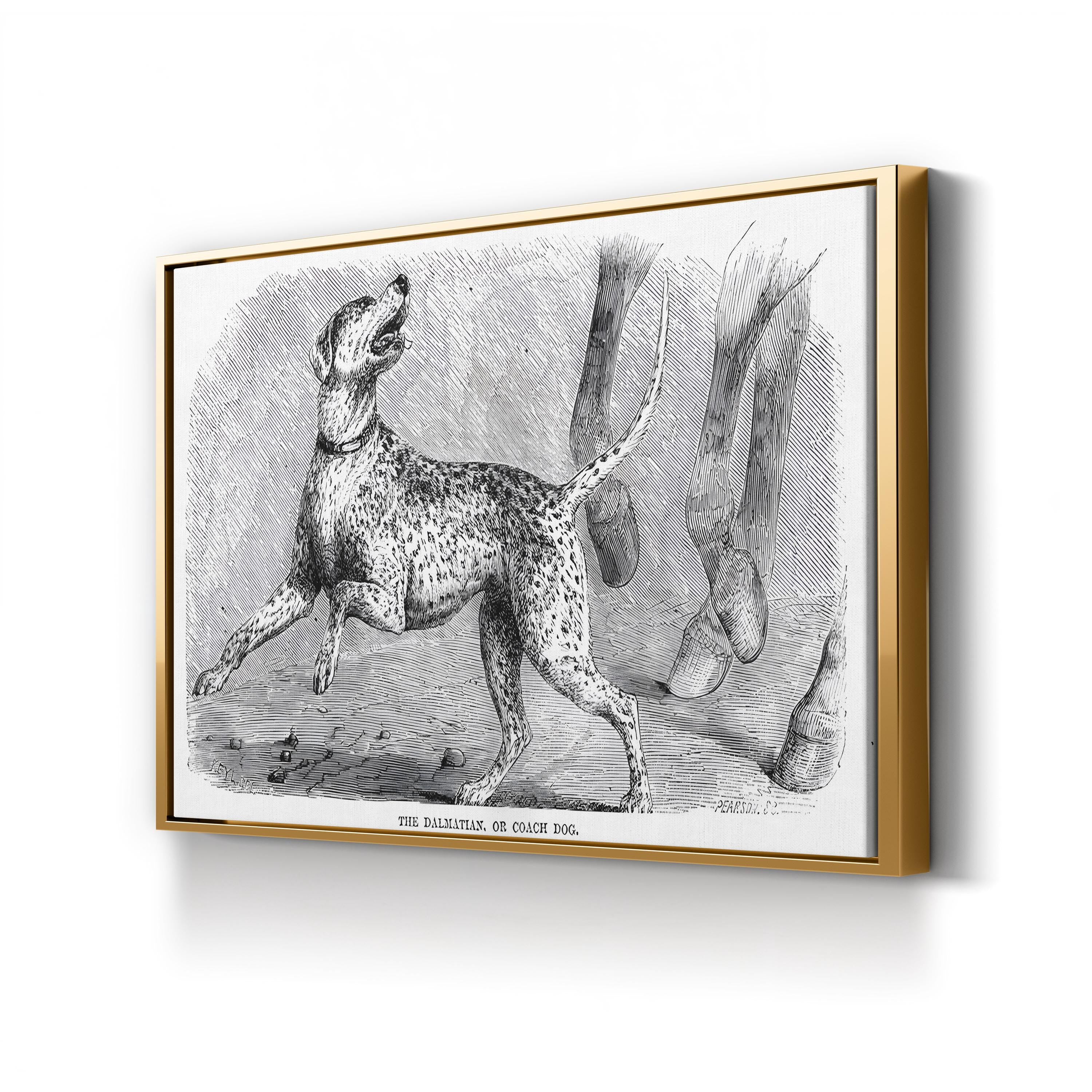 Vintage Dalmatian Dog Study – Period Illustration Wall Art | Naturalist Animal Canvas Print