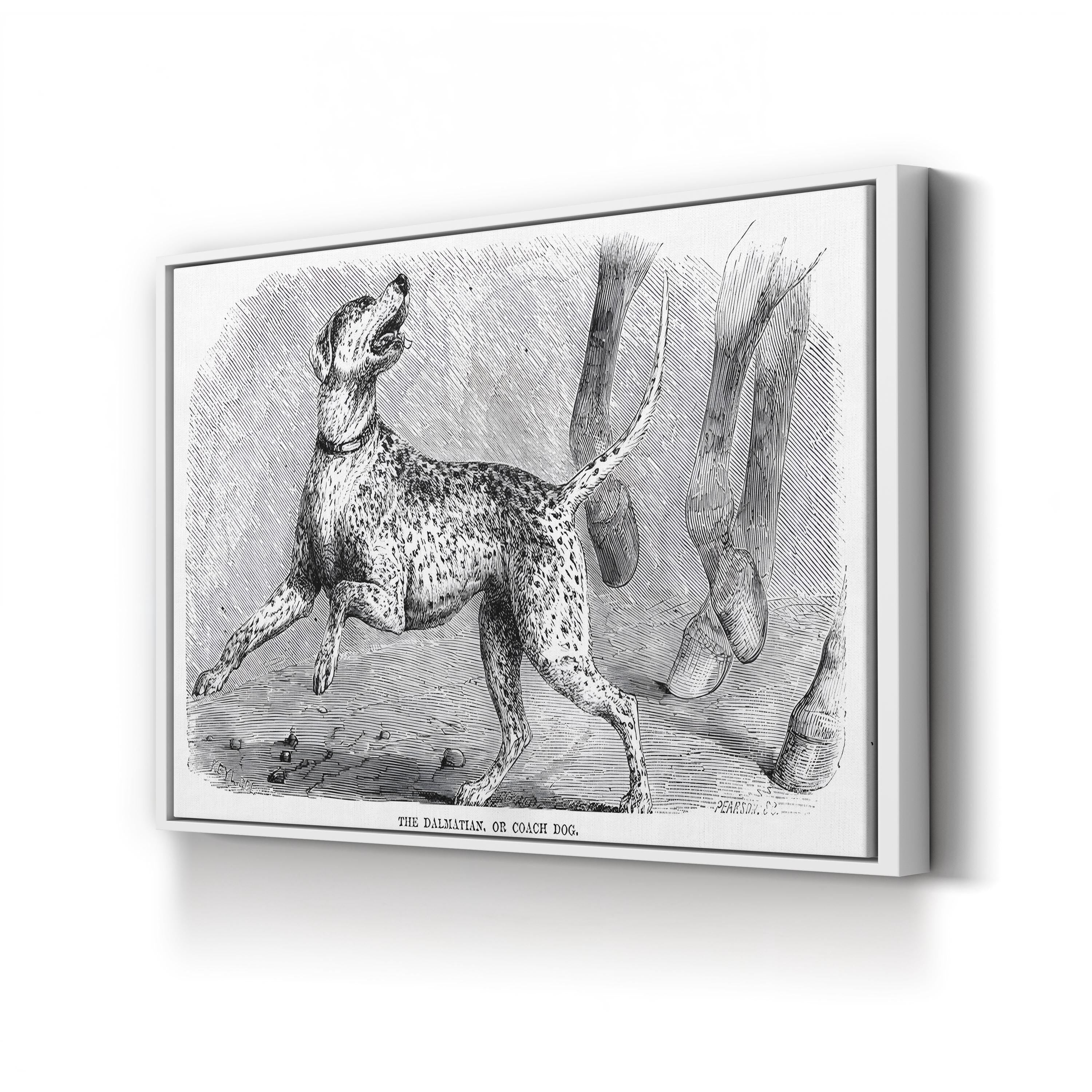Vintage Dalmatian Dog Study – Period Illustration Wall Art | Naturalist Animal Canvas Print