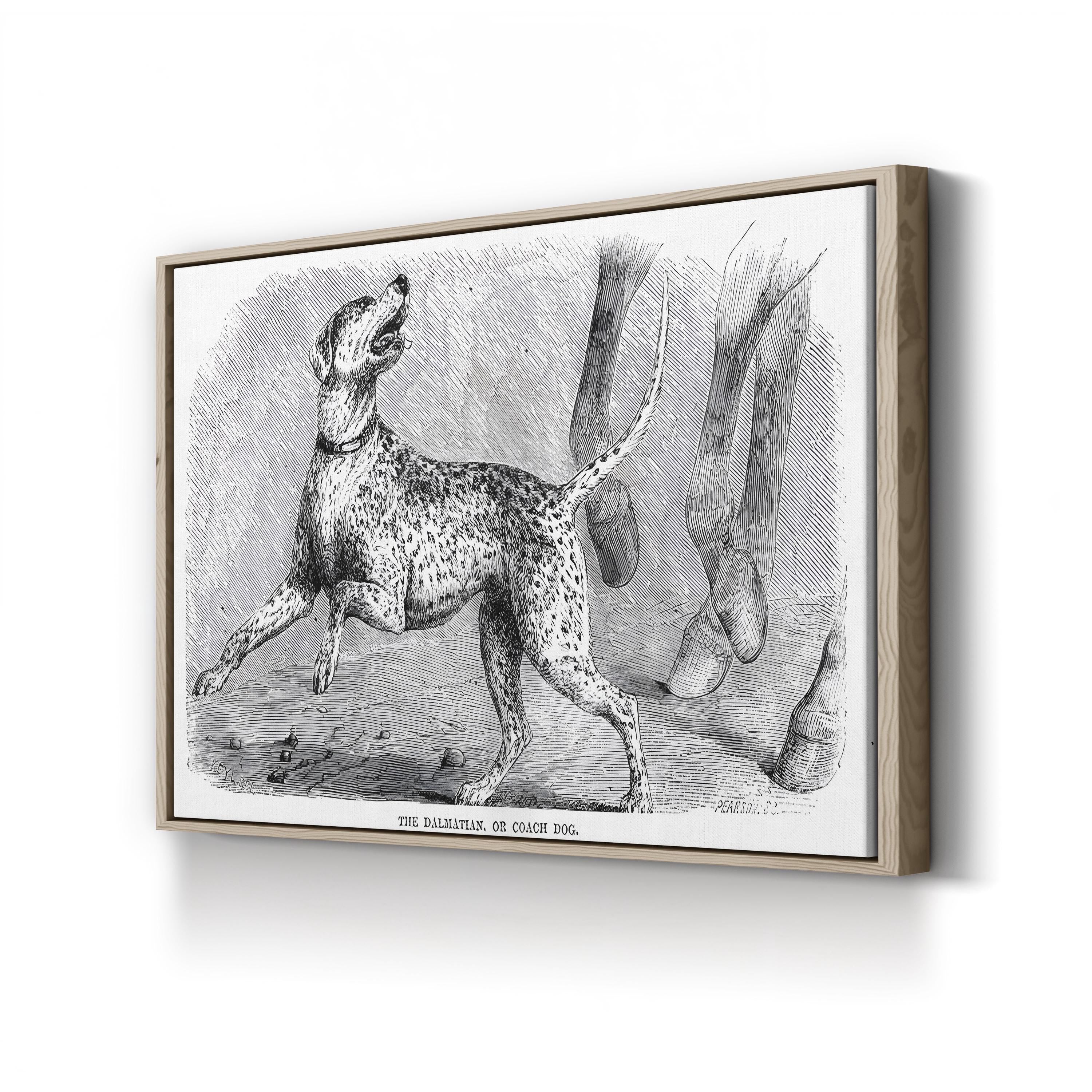 Vintage Dalmatian Dog Study – Period Illustration Wall Art | Naturalist Animal Canvas Print