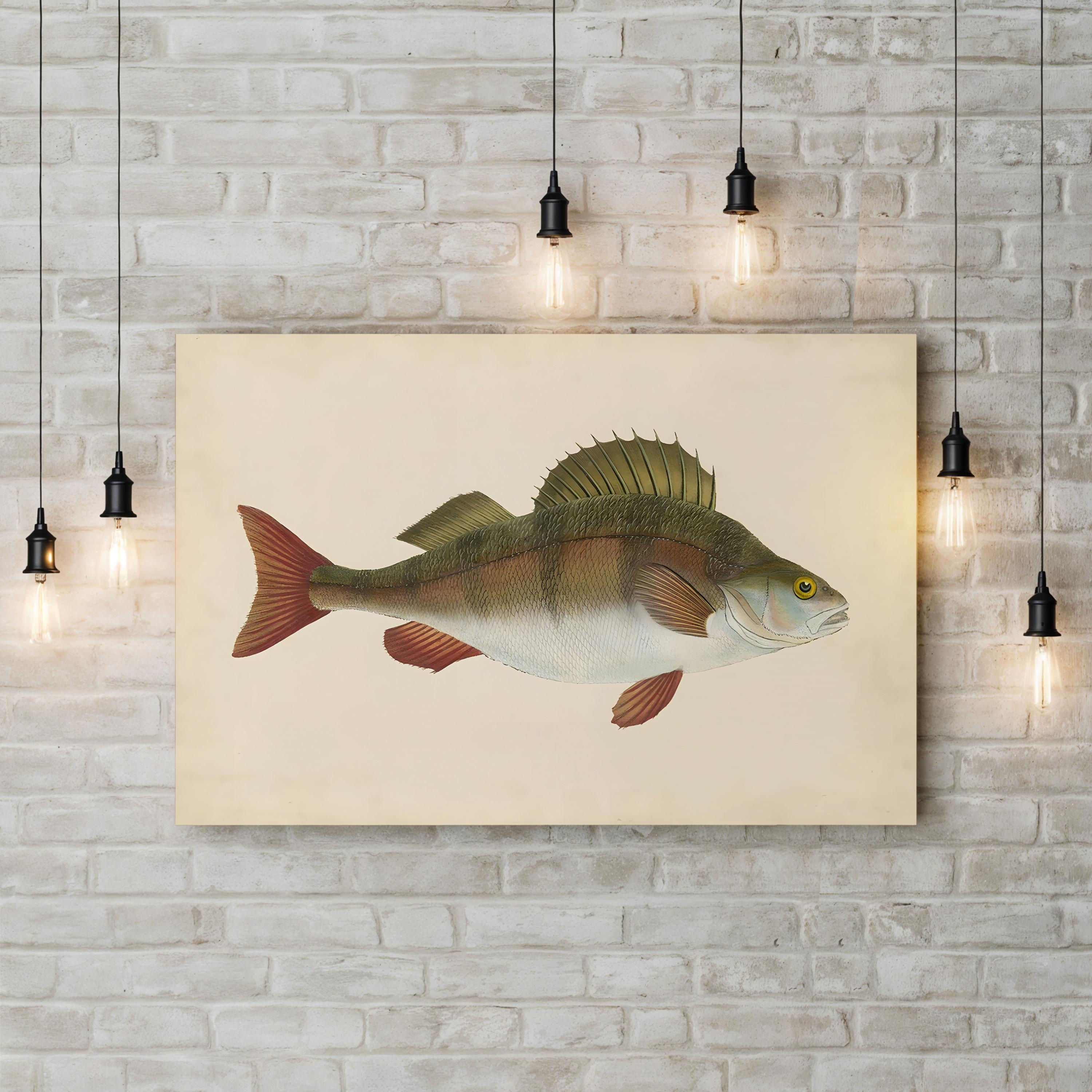 Naturalist Fish Specimen Study – Donovan Wall Art | Marine Illustration Canvas Print