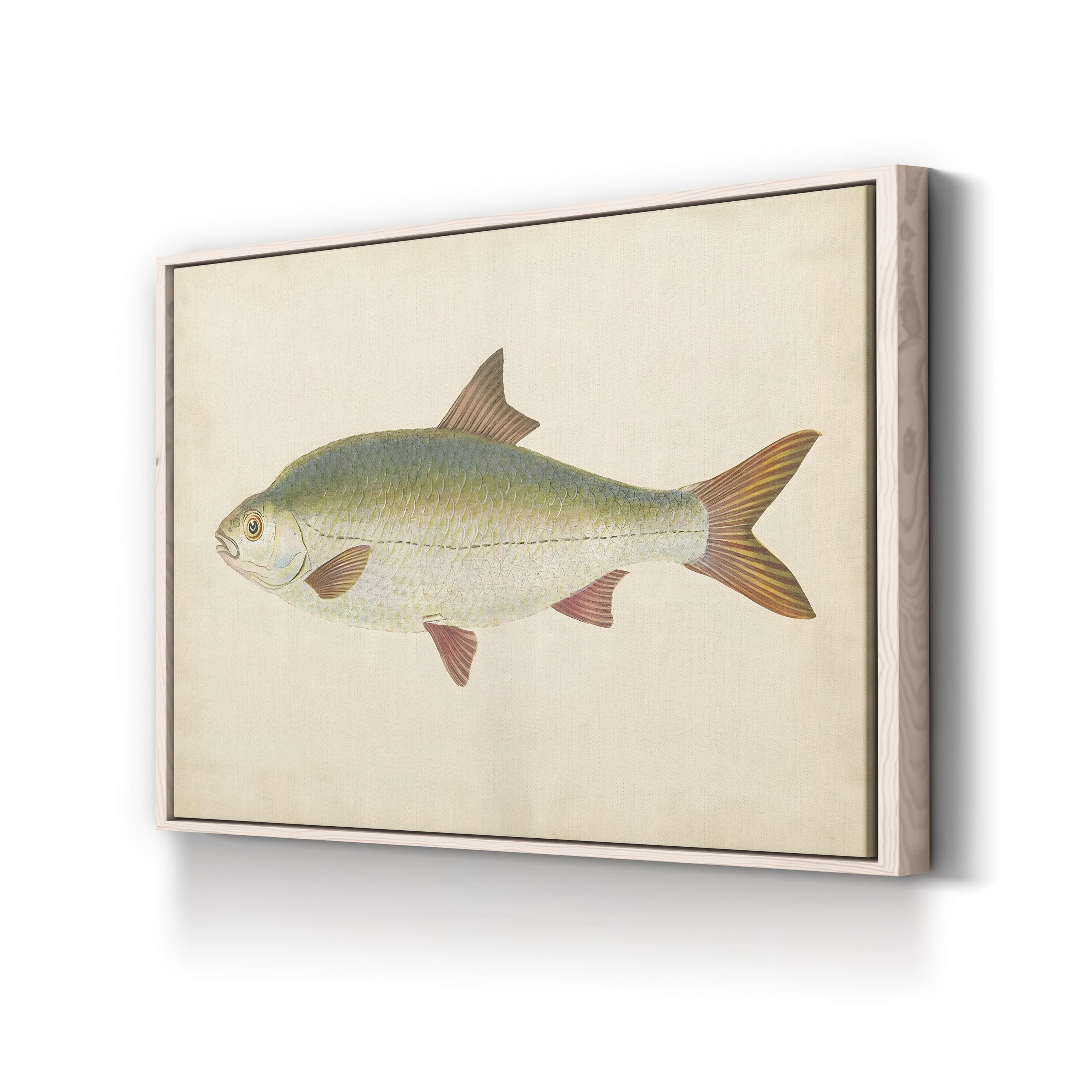 Antique Freshwater Fish Study – Donovan Wall Art | Scientific Illustration Canvas Print