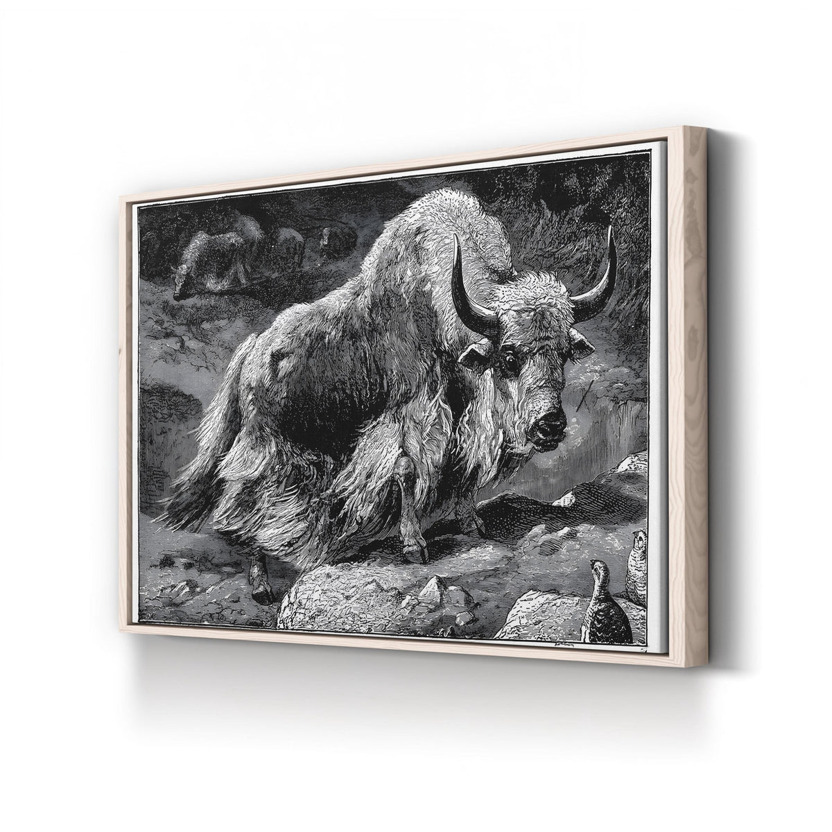 Yak Naturalist Study in Black and White canvas print in natural frame