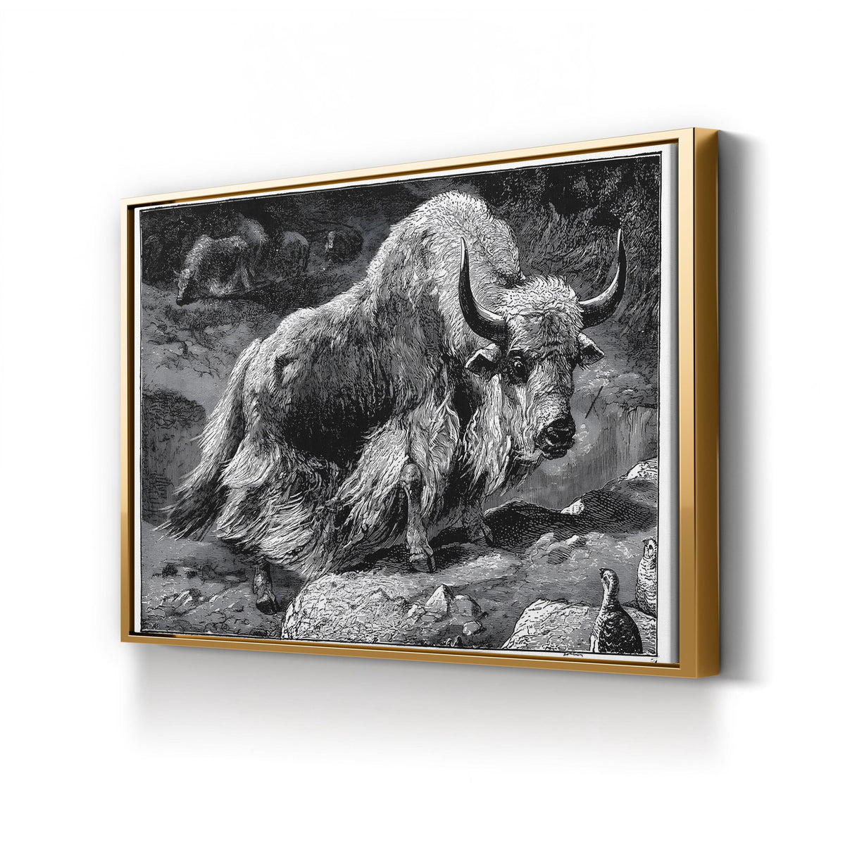 Yak Naturalist Study in Black and White canvas print in gold frame
