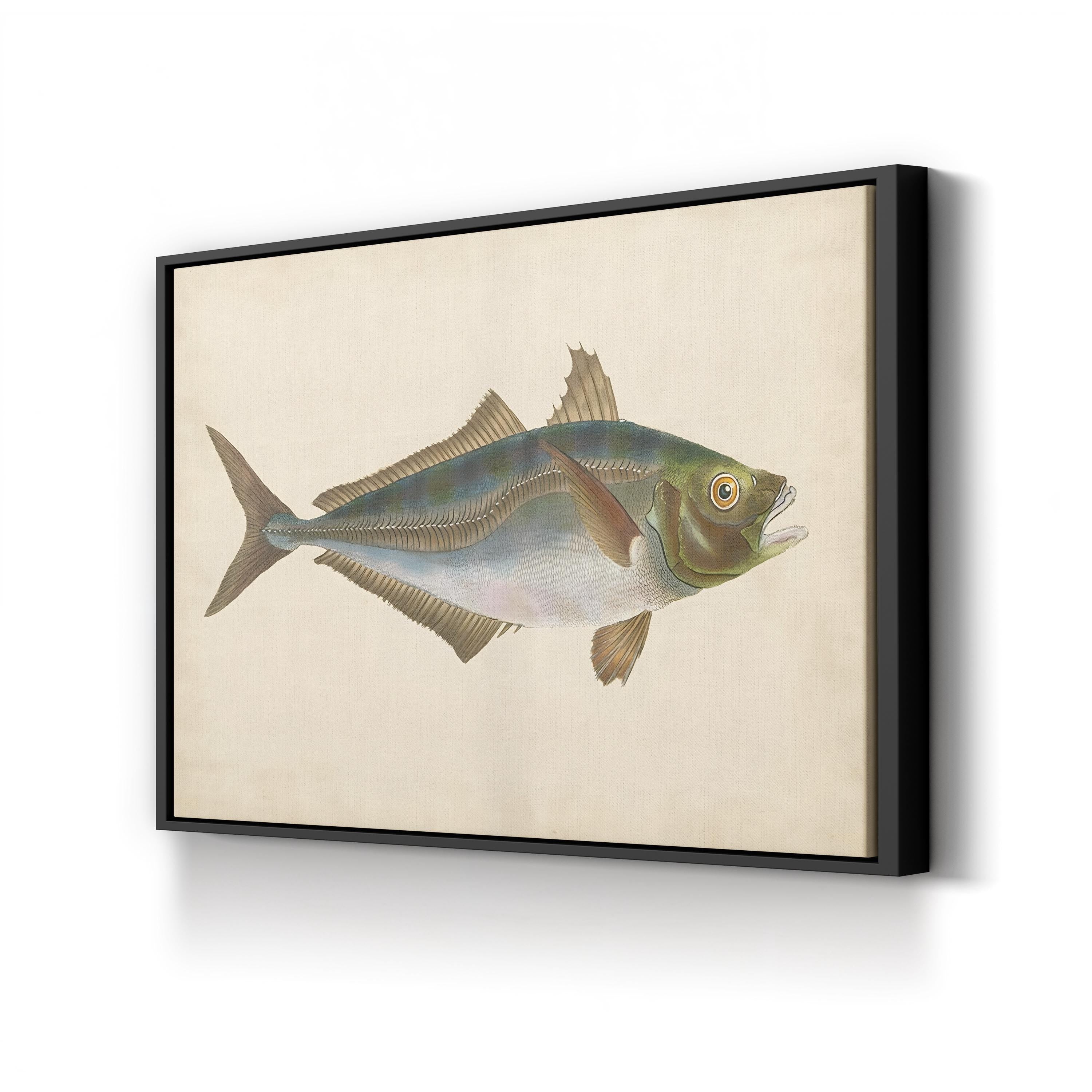 19th-Century Marine Fish Study – Donovan Wall Art | Naturalist Illustration Canvas Print