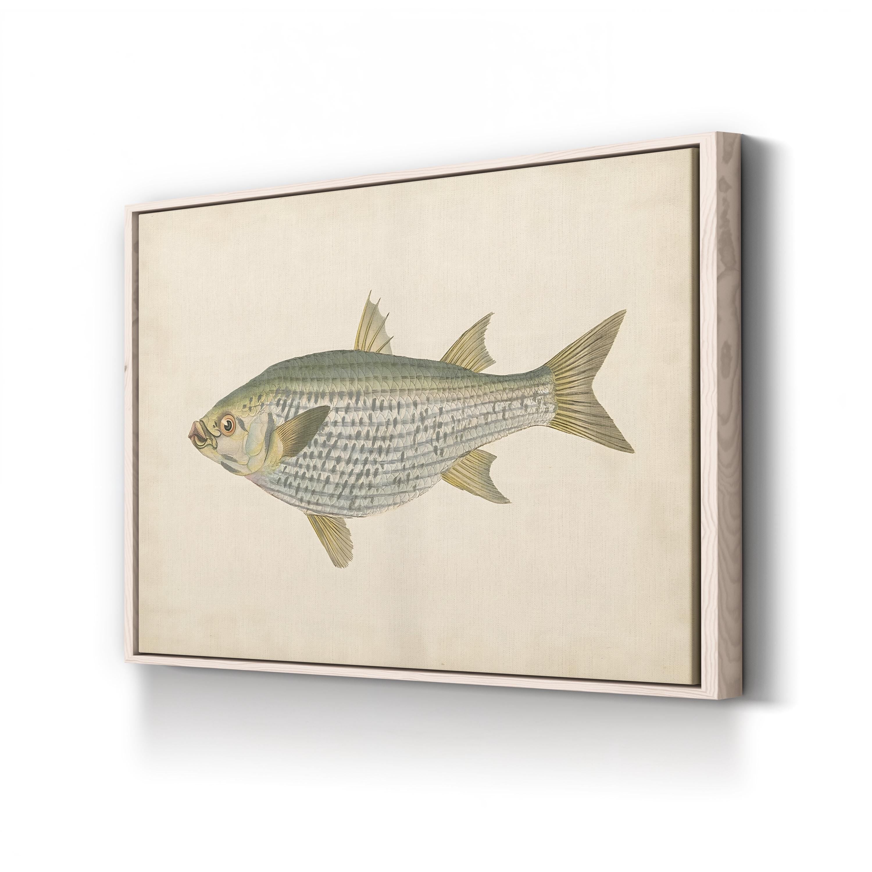 Donovan Antique Fish IV – Period Illustration Wall Art | Coastal Marine Canvas Print