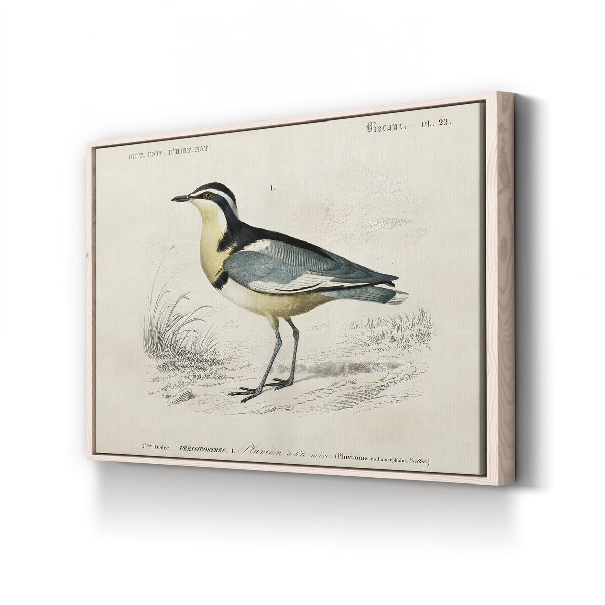 Egyptian Plover, by M. Charles d’Orbigny canvas print in natural frame